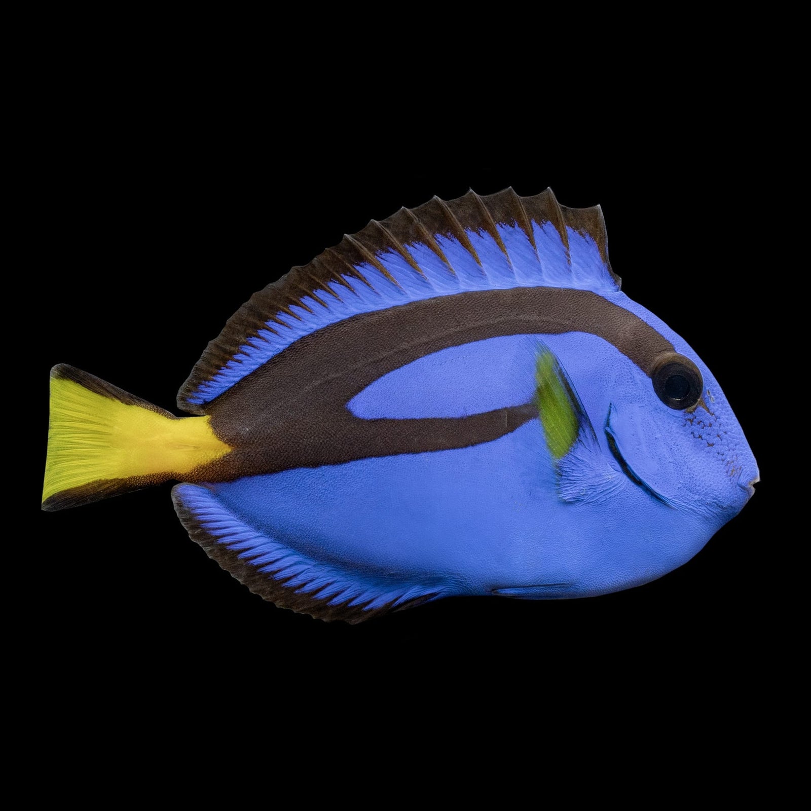 Blue Hippo Tang (Paracanthurus hepatus) saltwater aquarium fish