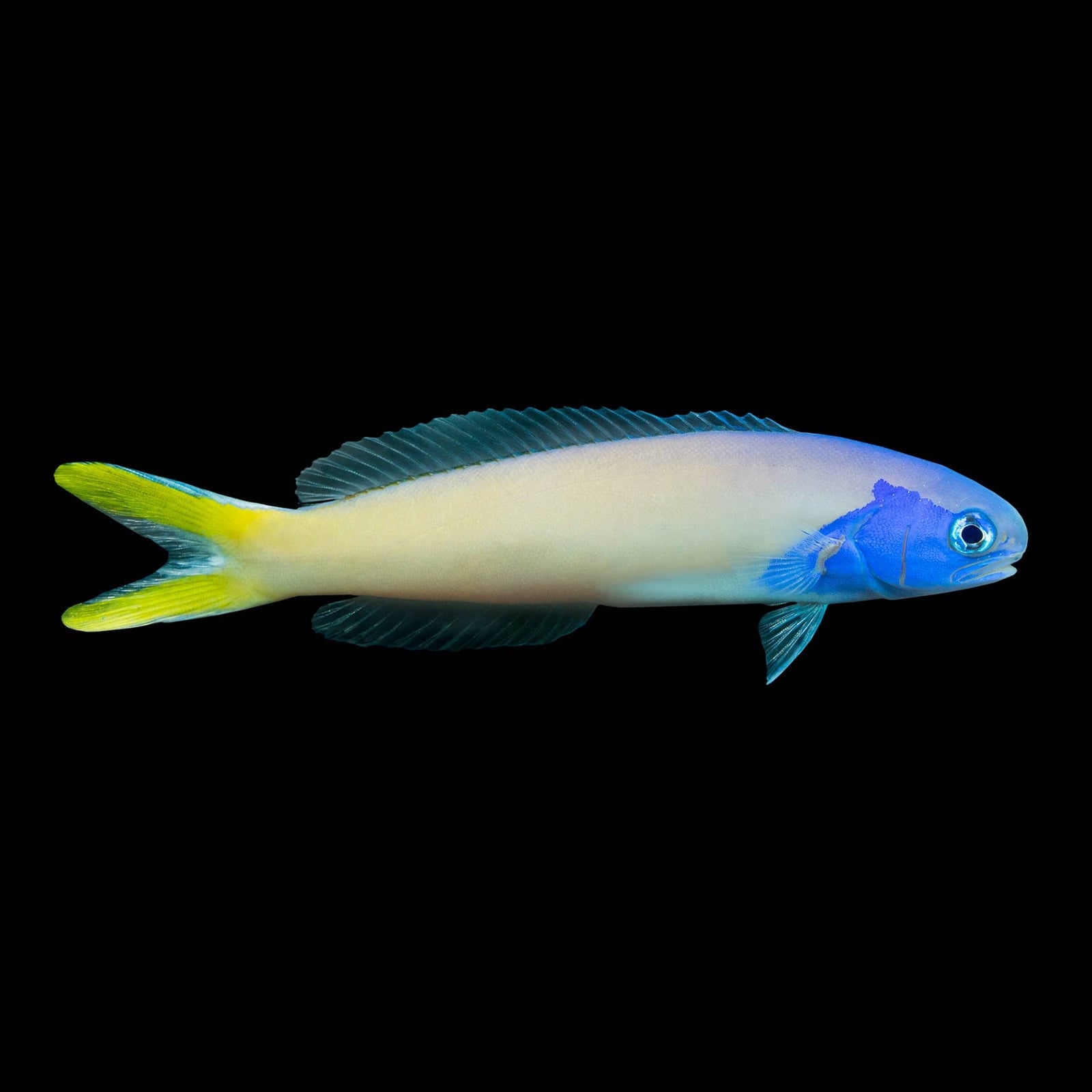 Blue Jaw Tilefish (Hoplolatilus Starcki) saltwater aquarium fish