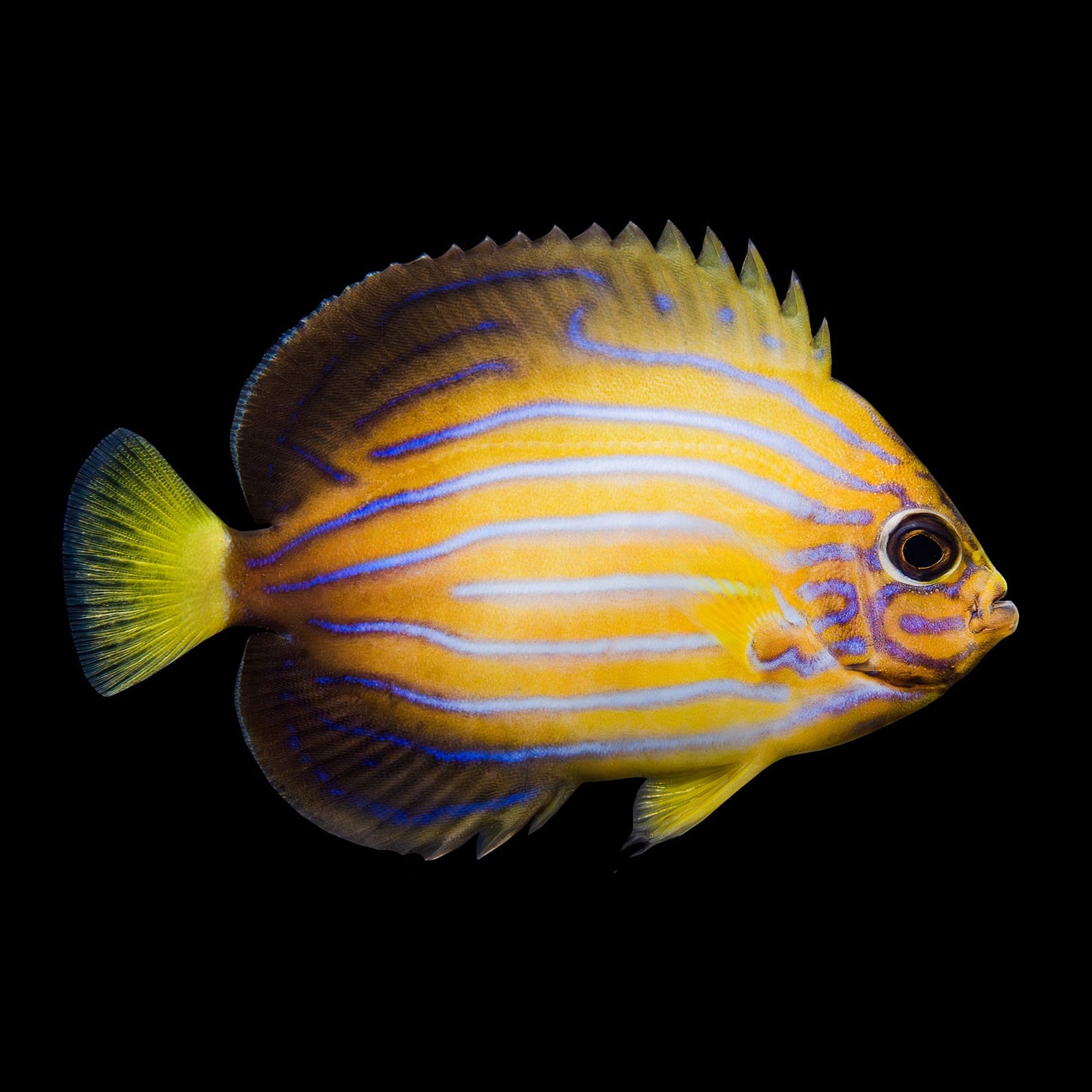 Blue Line Angelfish (Chaetodontoplus Septentrionalis) saltwater aquarium fish