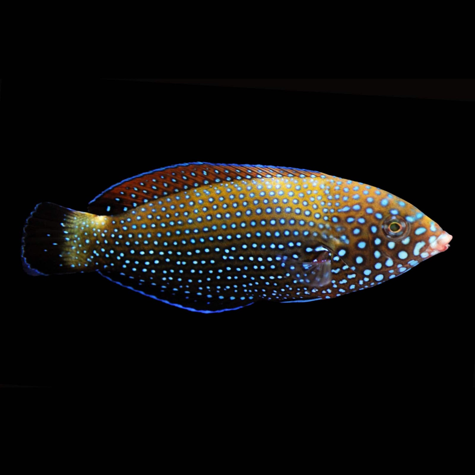 Blue Spotted Tamarin Wrasse (Anampses Caeruleopunctatus) saltwater aquarium fish