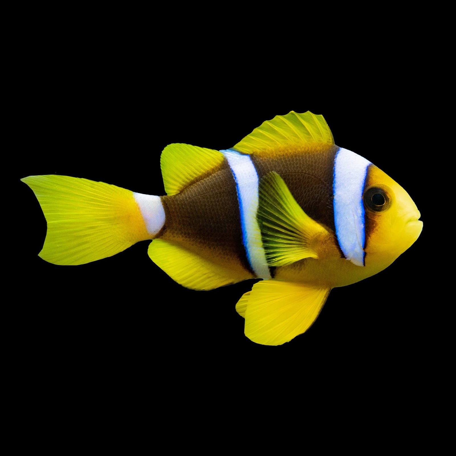 Blue Stripe Clownfish (Amphiprion Chrysopterus) saltwater aquarium fish