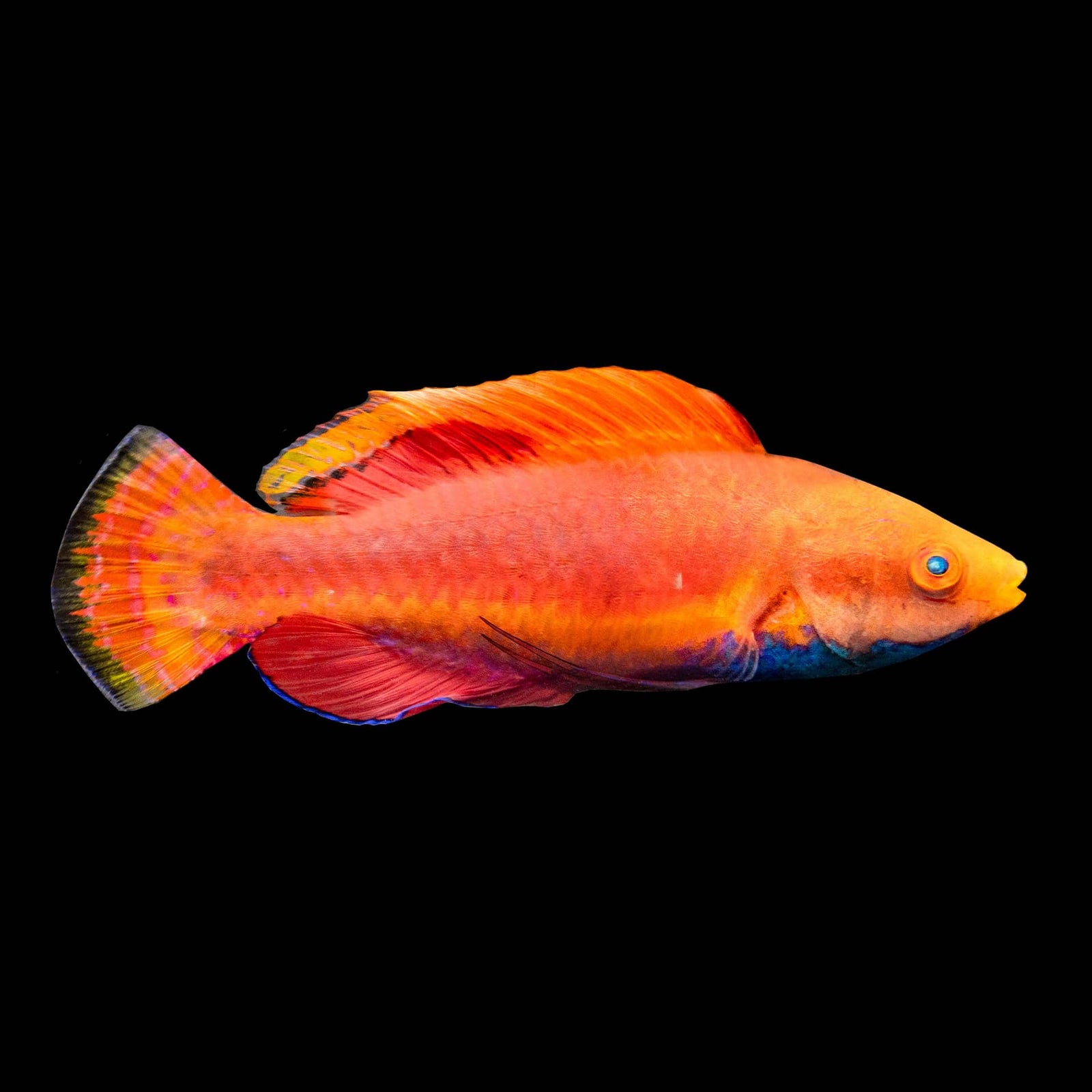Blue Throat Fairy Wrasse (Cirrhilabrus Cyanogularis) saltwater aquarium fish