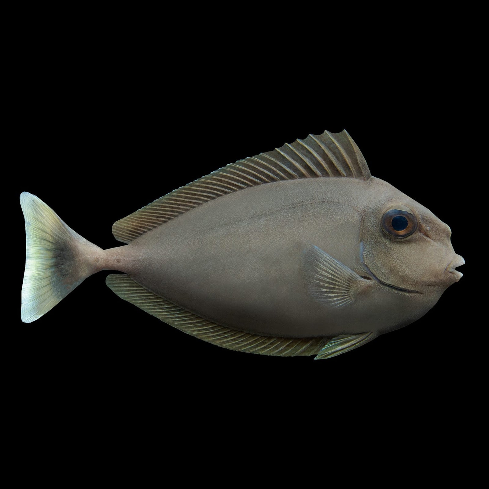 Blue Unicorn Tang (Naso Brevirostris) saltwater aquarium fish