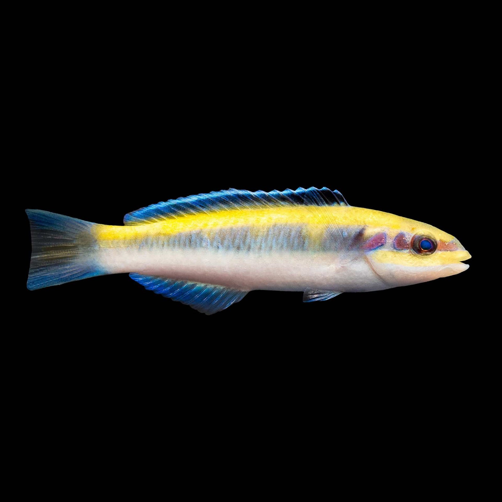 Bluehead Wrasse (Thalassoma Bifasciatum) saltwater aquarium fish