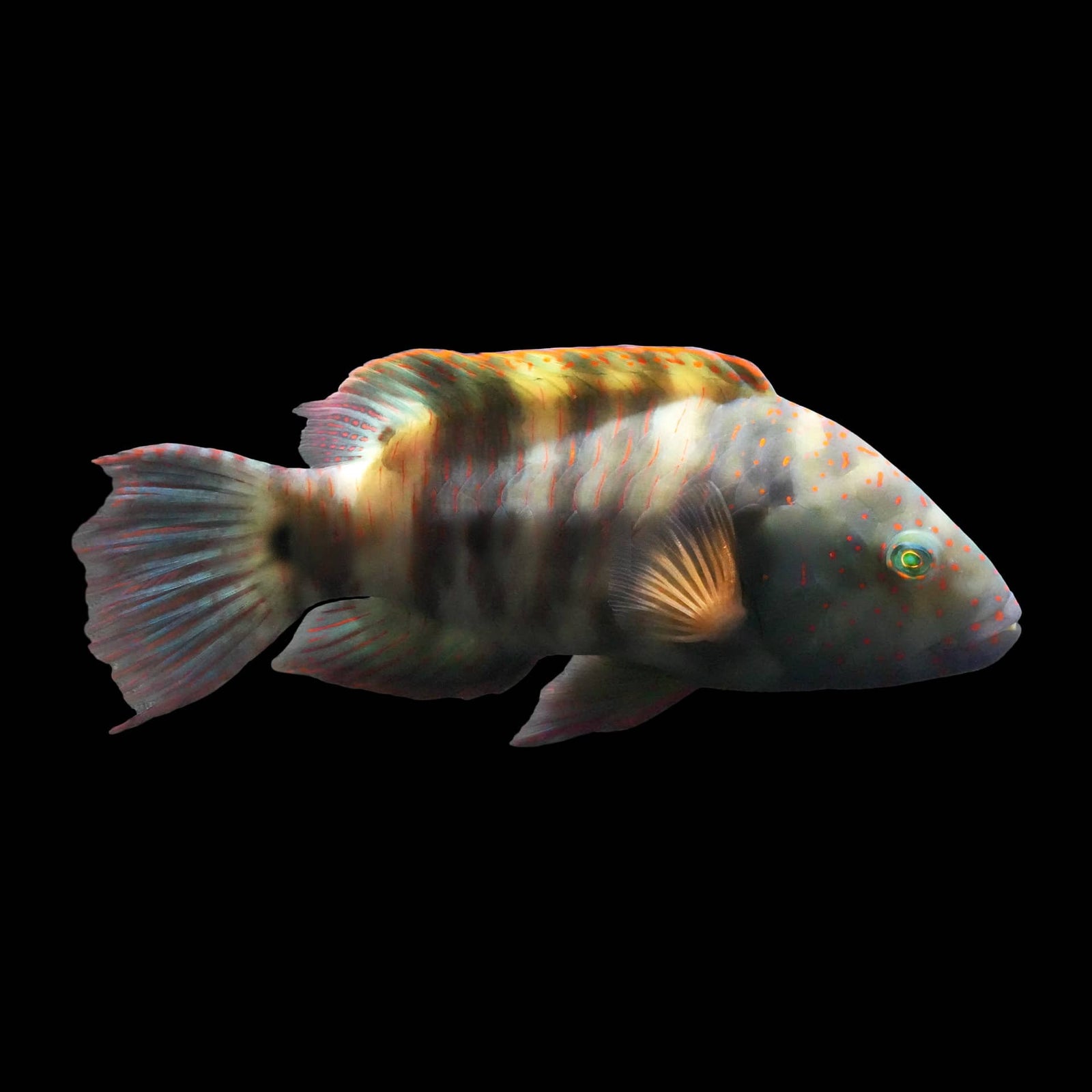 Broomtail Wrasse (Cheilinus Lunulatus) saltwater aquarium fish