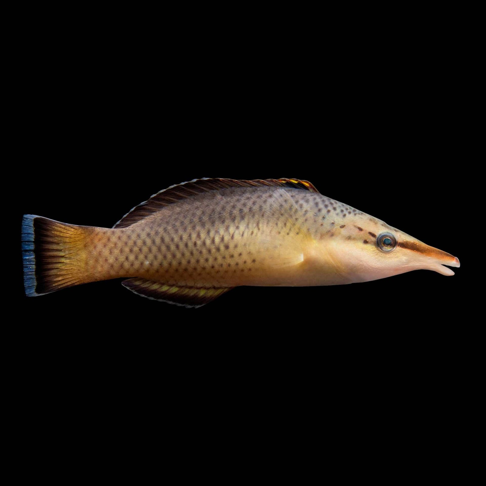 Brown Bird Wrasse (Gomphosus Varius) saltwater aquarium fish