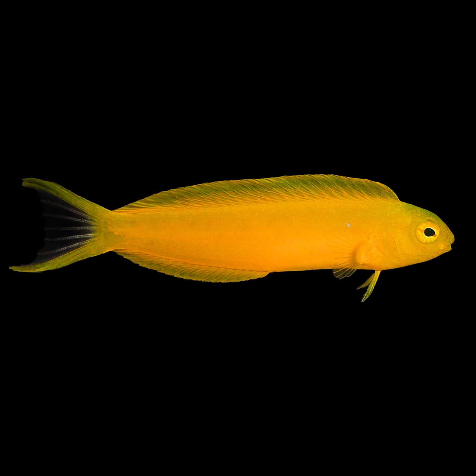 Canary Blenny (Meiacanthus Oualanensis) saltwater aquarium fish