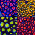 Candy Apple Zoanthid 4-Pack mother colony photo grid