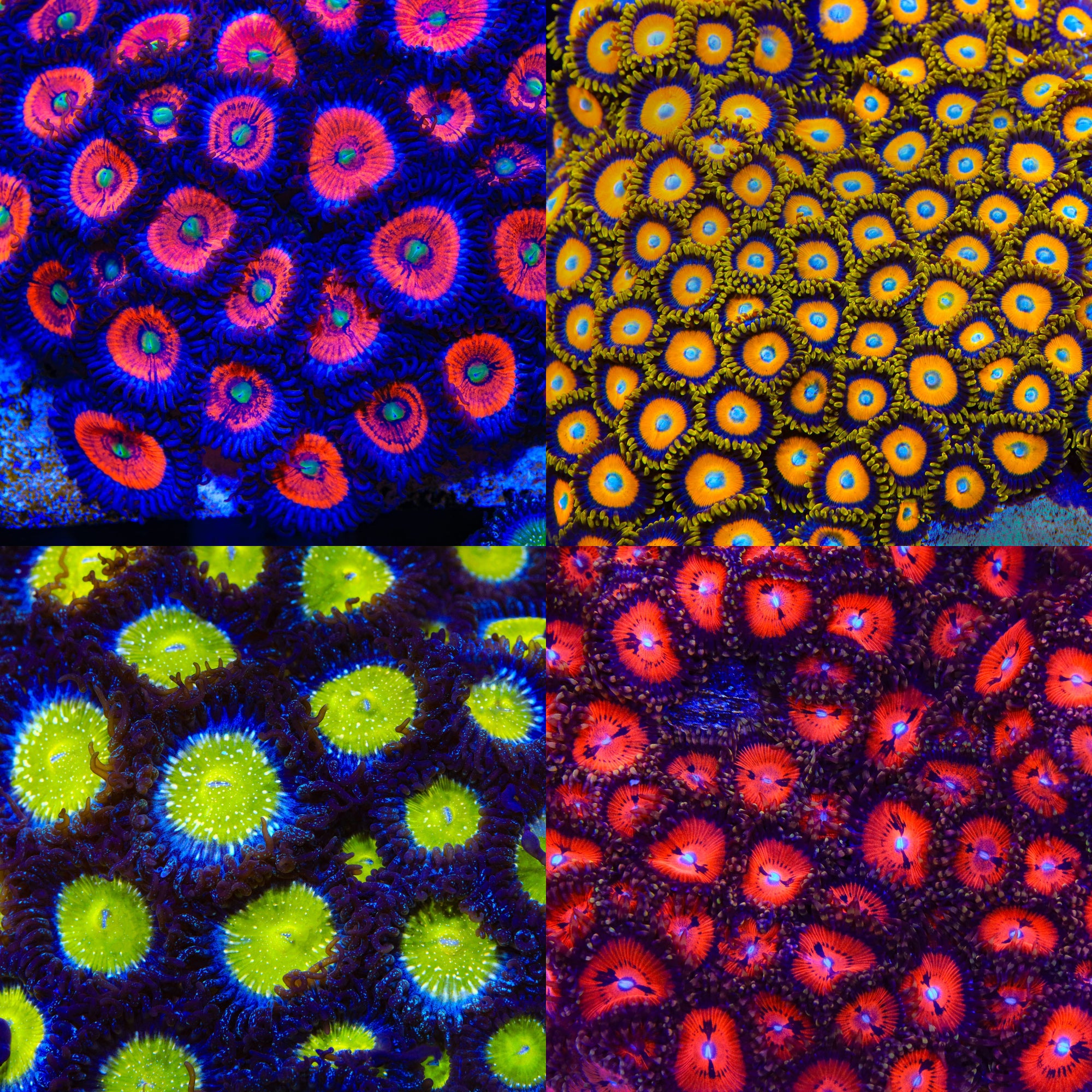 Candy Apple Zoanthid 4-Pack mother colony photo grid