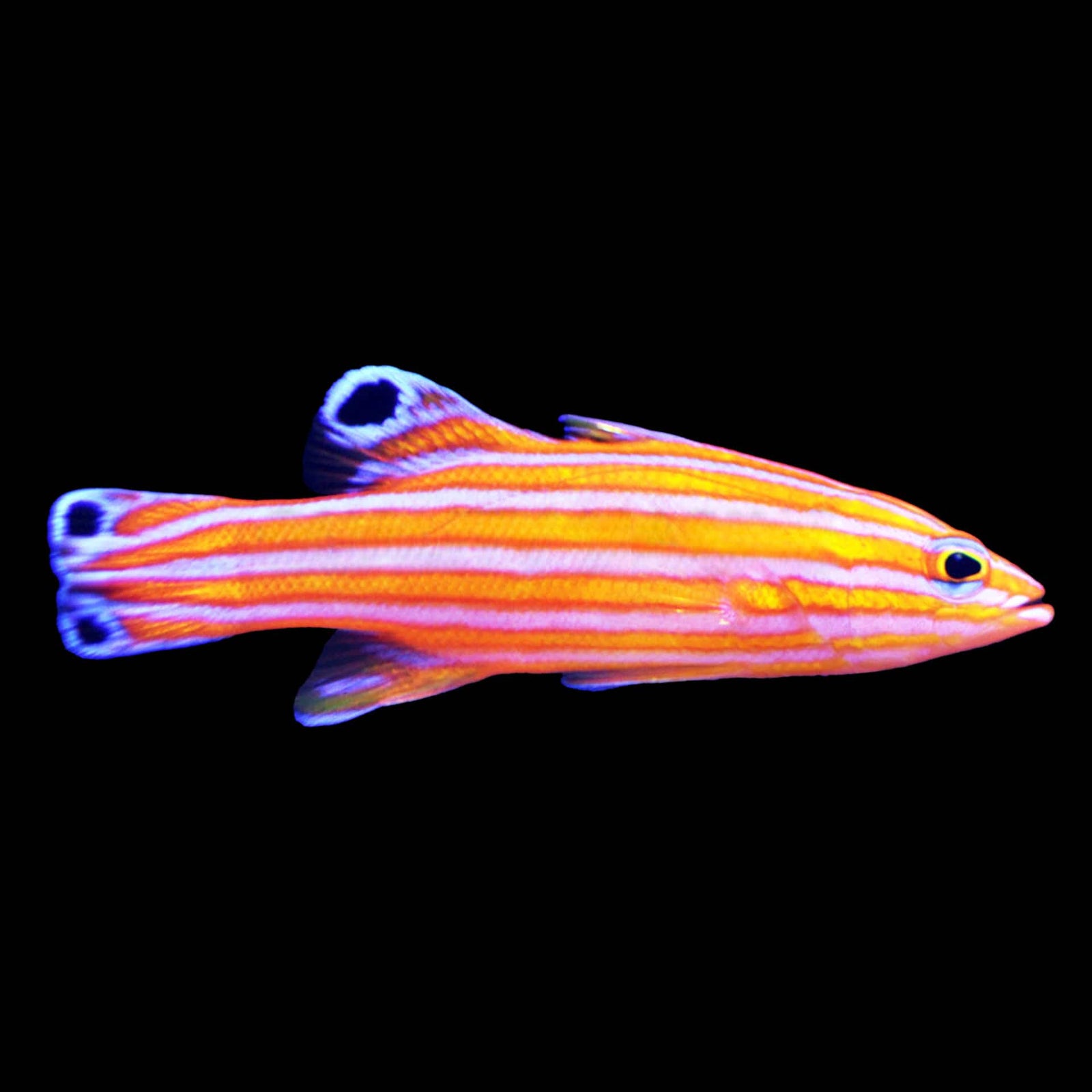 Candy Basslet (Liopropoma Carmabi) saltwater aquarium fish