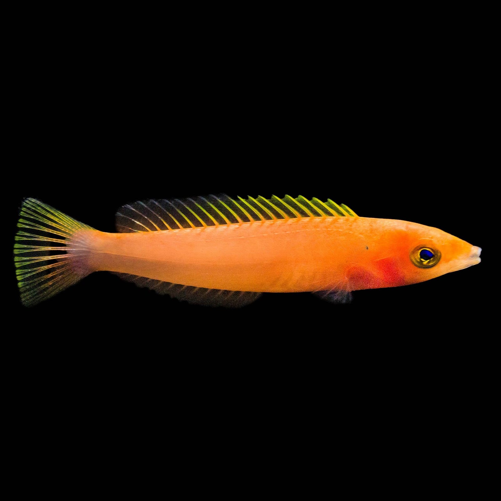 Candy Pencil Wrasse (Pseudojuloides Cerasinus) saltwater aquarium fish