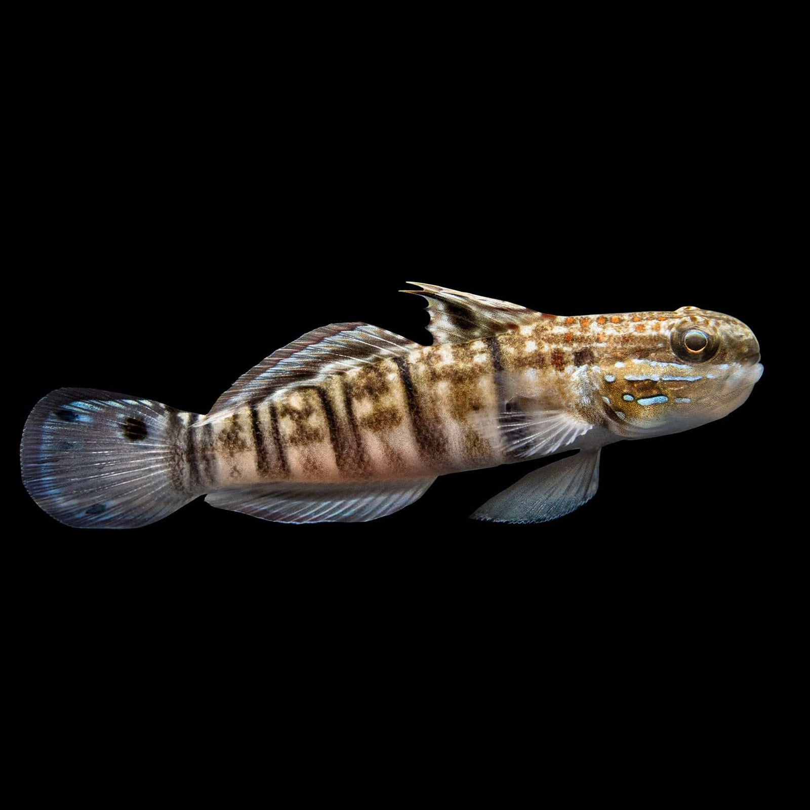 Captive-Bred Banded Sleeper Goby (Amblygobius Phalaena) saltwater aquarium fish