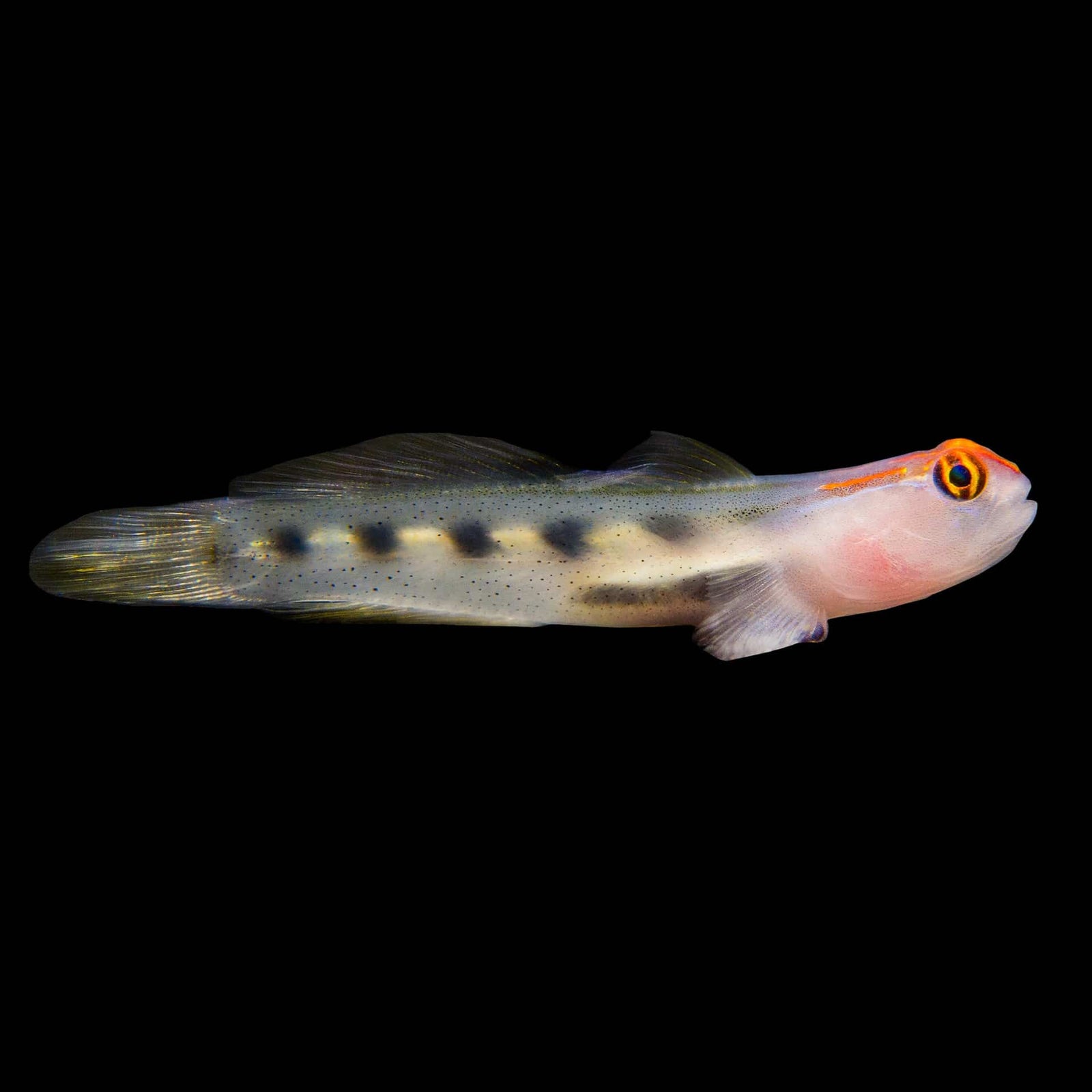 Captive-Bred Red Head Goby (Elacatinus puncticulatus) saltwater aquarium fish