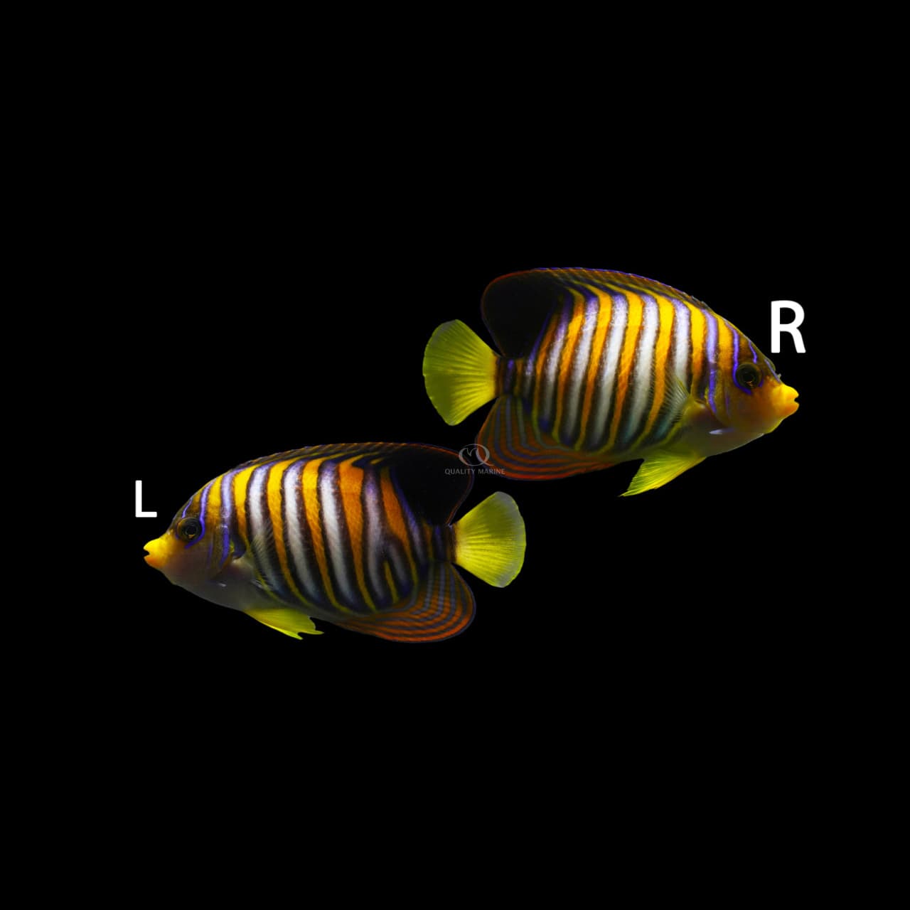 Captive-Bred Regal Angelfish - Misbar - Juvenile (Pygoplites Diacanthus) saltwater aquarium fish