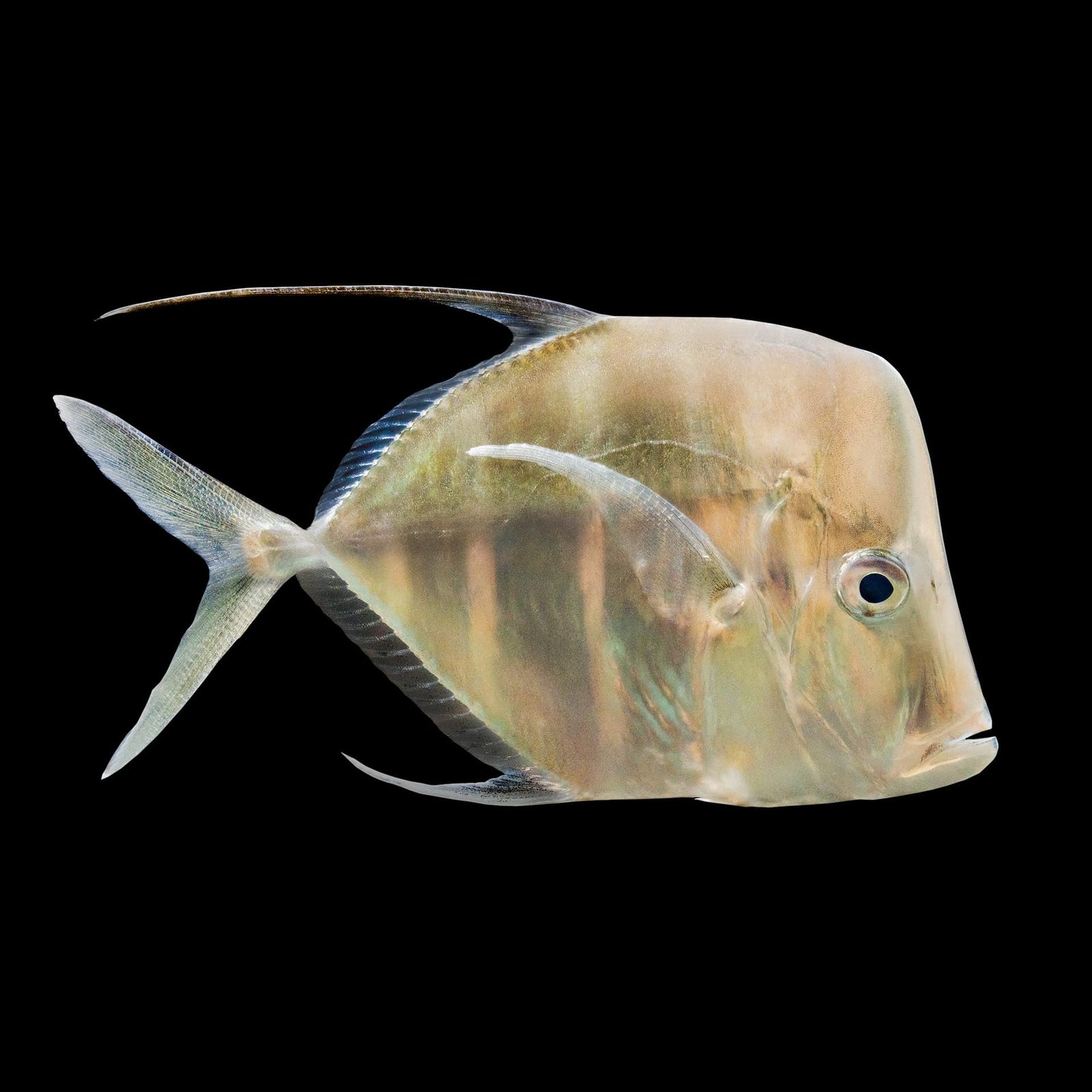 Captive-Bred Threadfin Lookdown (Selene Vomer) saltwater aquarium fish