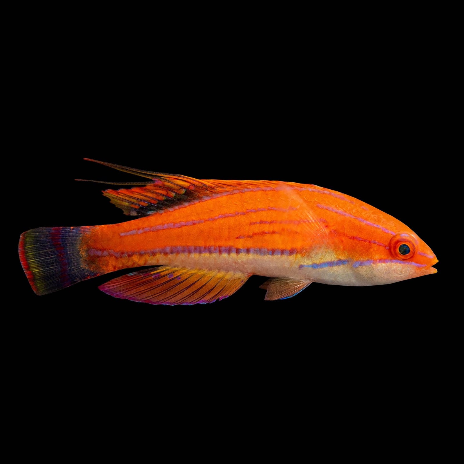 Carpenter Flasher Wrasse (Paracheilinus Carpenteri) saltwater aquarium fish