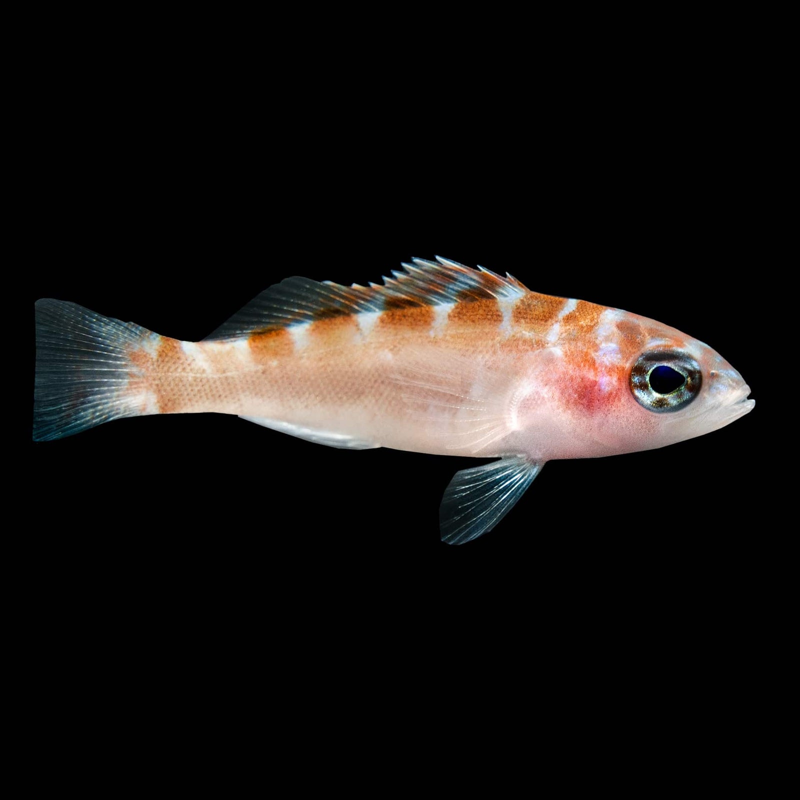 Chalk Basslet (Serranus tortugarum) saltwater aquarium fish