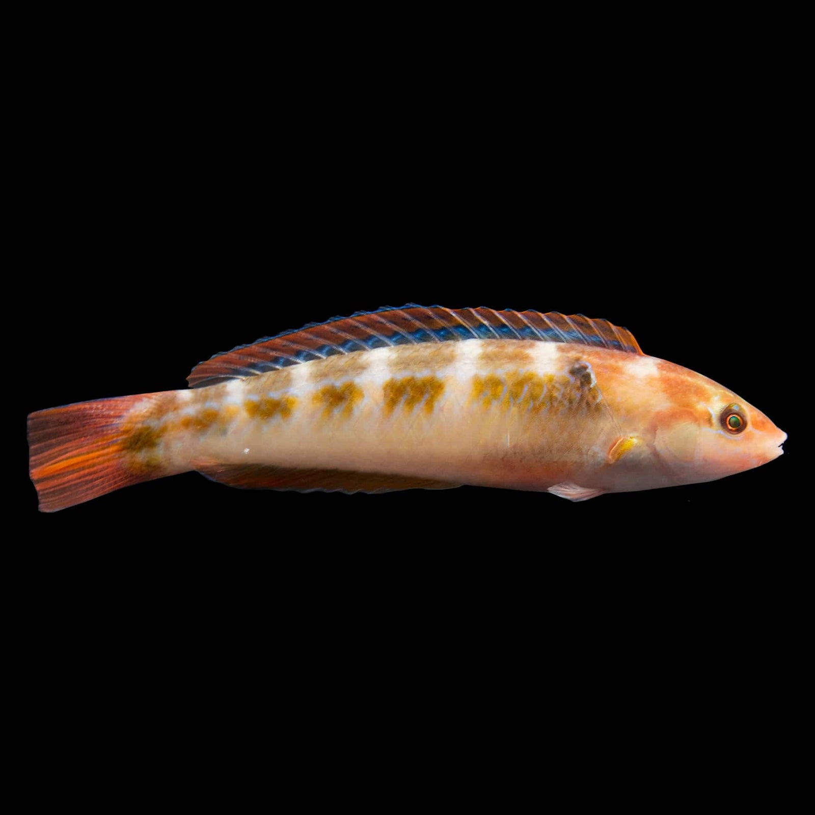 Chameleon Wrasse (Halichoeres Dispilus) saltwater aquarium fish
