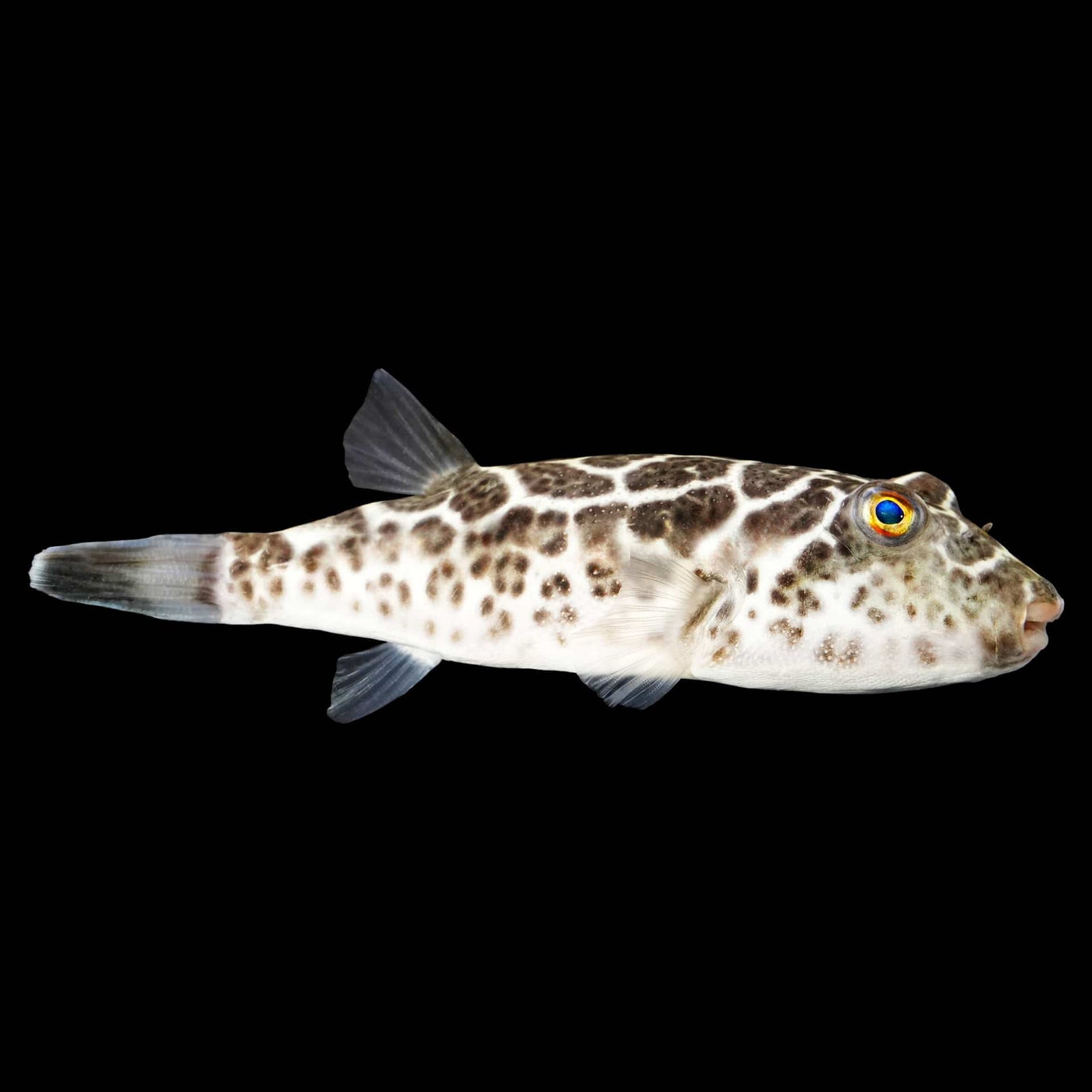 Checkered Puffer (Sphoeroides Testudineus) saltwater aquarium fish