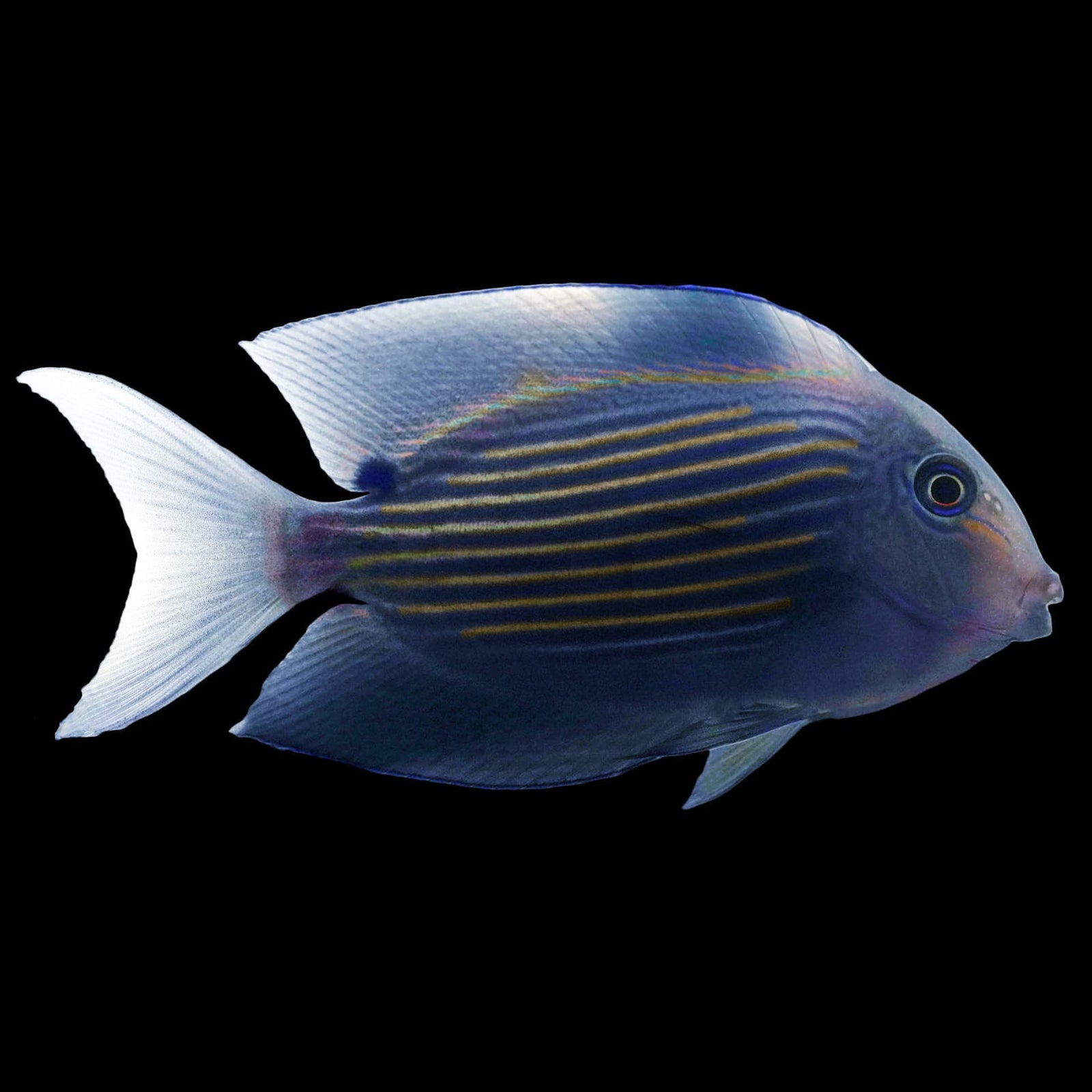 Chevron Tang (Ctenochaetus Hawaiiensis) saltwater aquarium fish