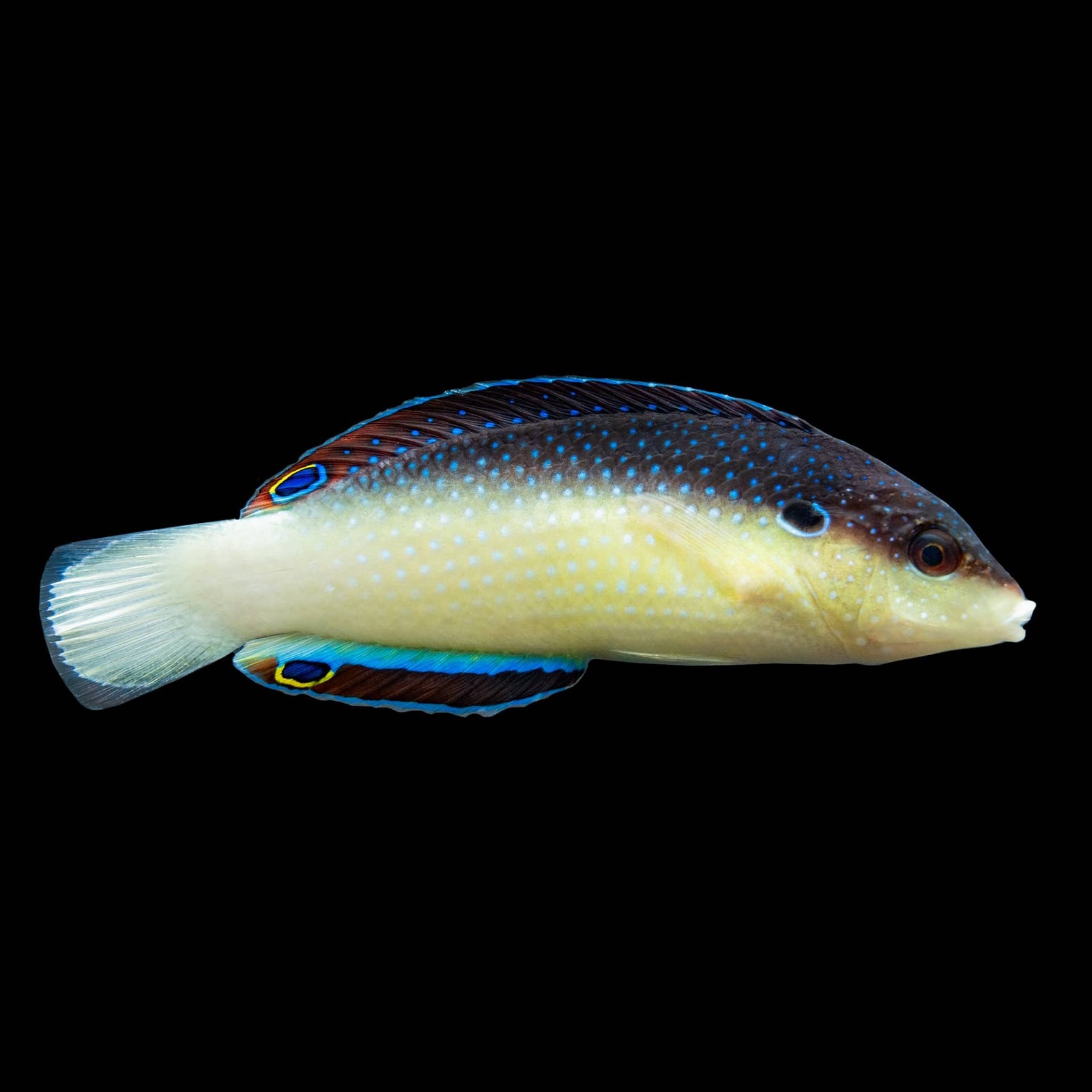 China Pearl Wrasse (Anampses Neoguinaicus) saltwater aquarium fish