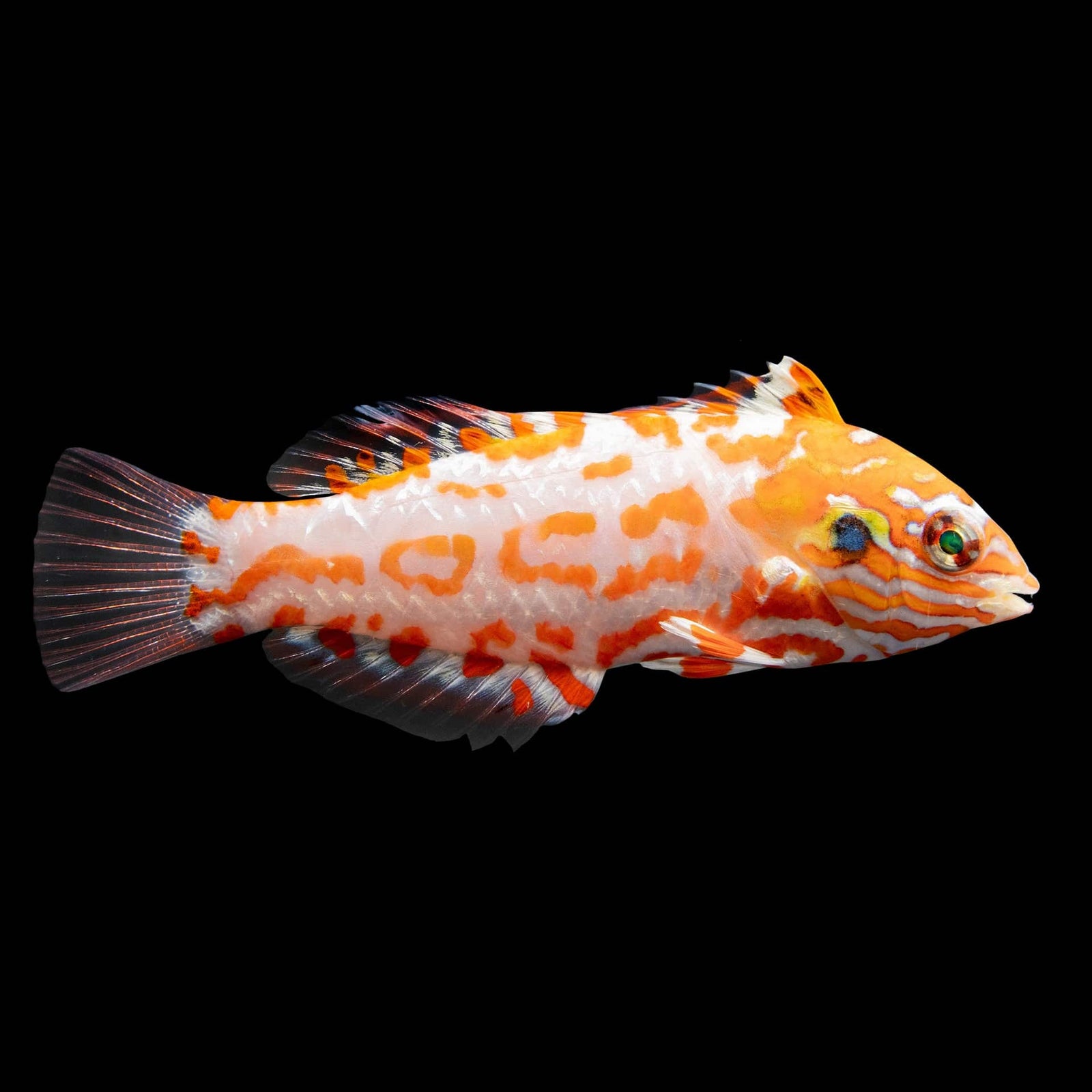 Choat's Red Leopard Wrasse (Macropharyngodon Choati) saltwater aquarium fish