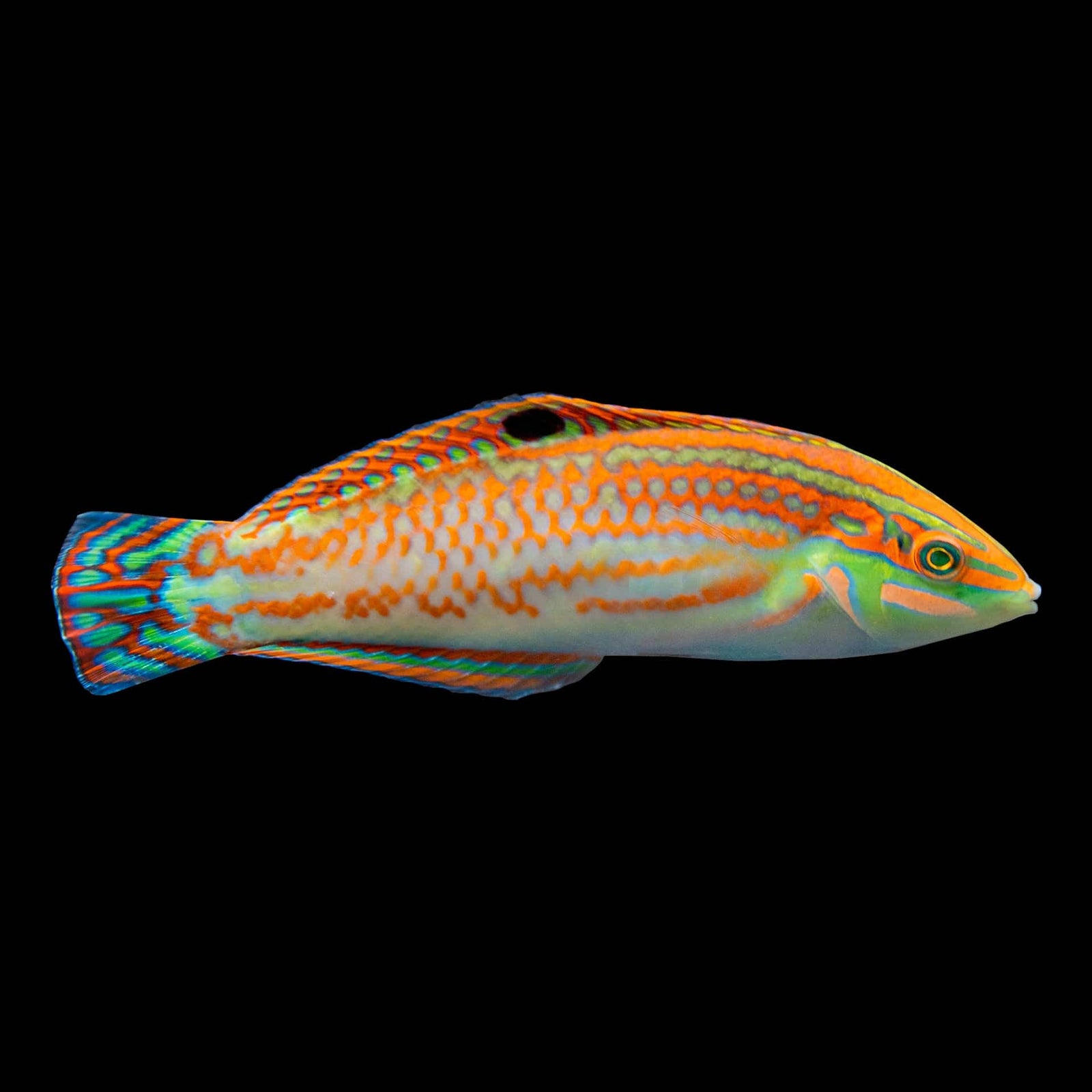 Christmas Wrasse (Halichoeres Claudia) saltwater aquarium fish