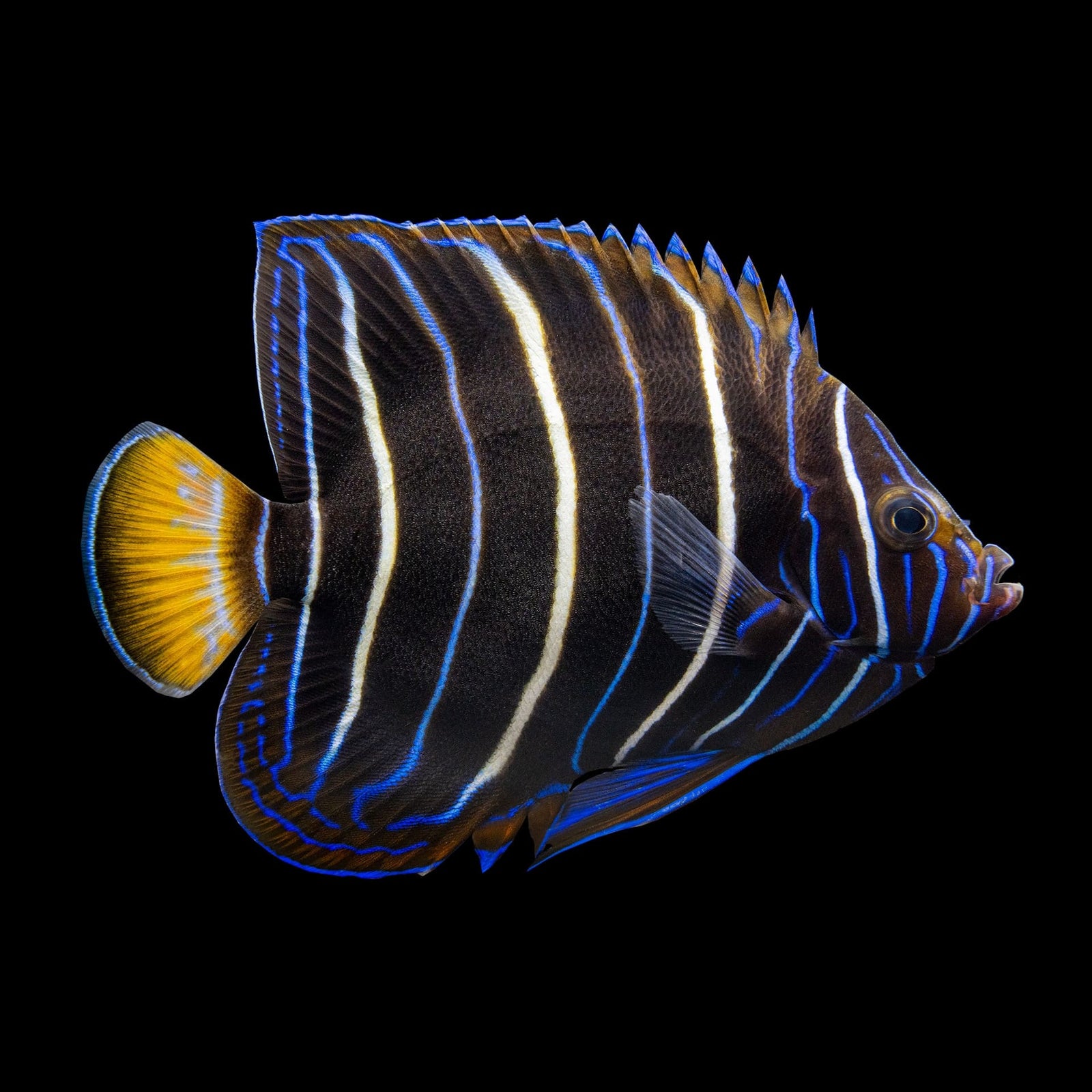 Chrysurus Angelfish (Pomacanthus Chrysurus) saltwater aquarium fish