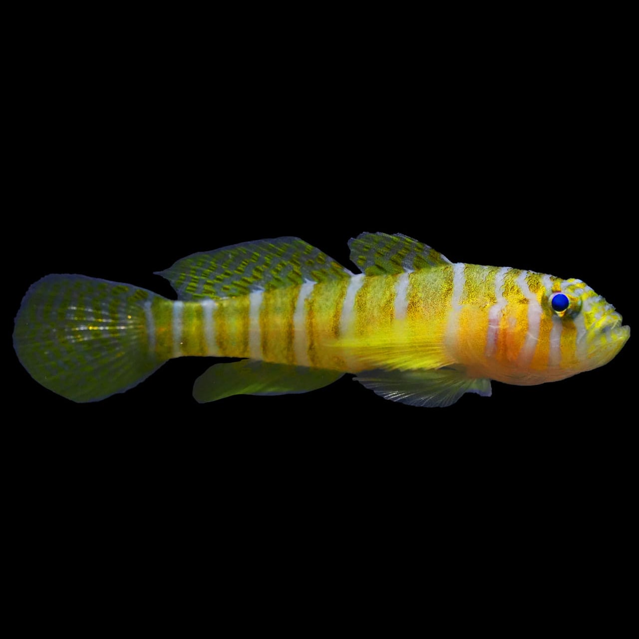 Circus Goby (Priolepis Nocturna) saltwater aquarium fish