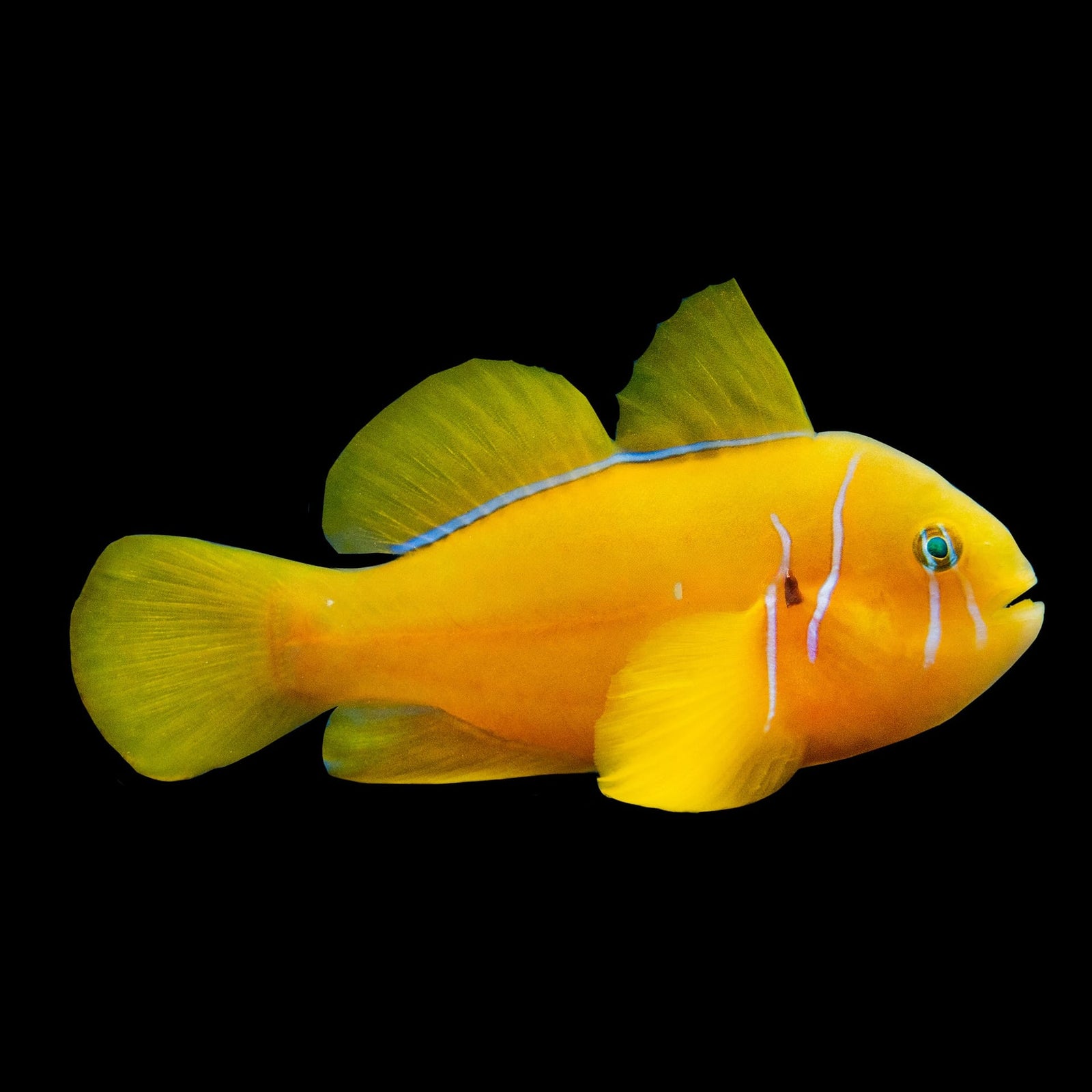 Citron Goby (Gobiodon Citrinus) saltwater aquarium fish