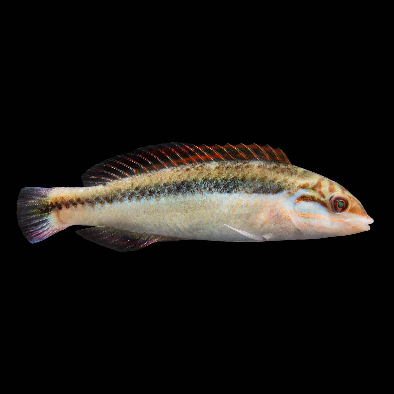 Clown Wrasse (Halichoeres Maculipinna) saltwater aquarium fish