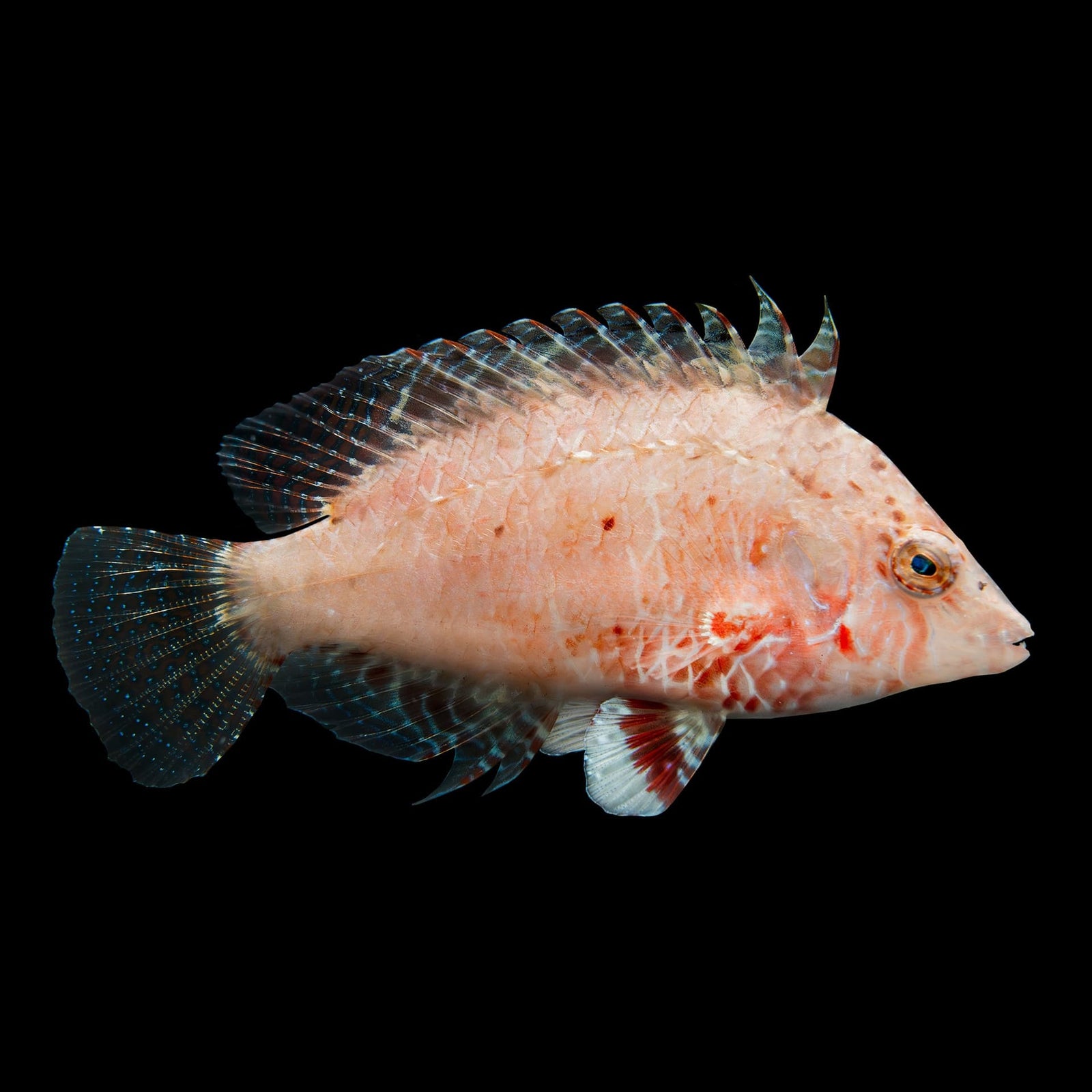 Cockerel Wrasse (Pteragogus Enneacanthus) saltwater aquarium fish