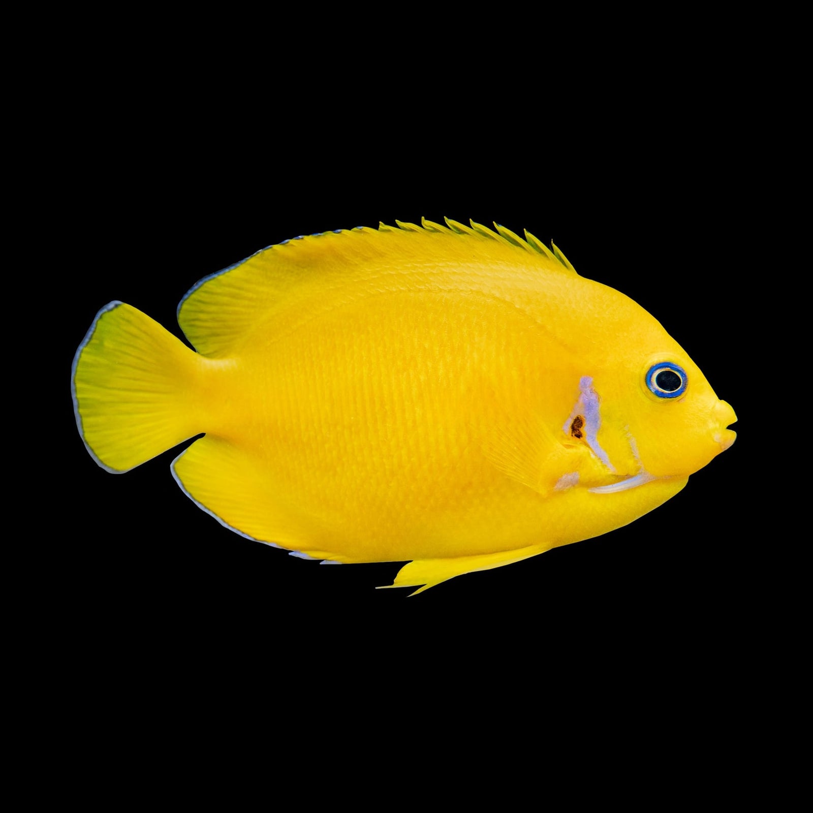 Coco Peel Angelfish (Centropyge Cocosensis) saltwater aquarium fish