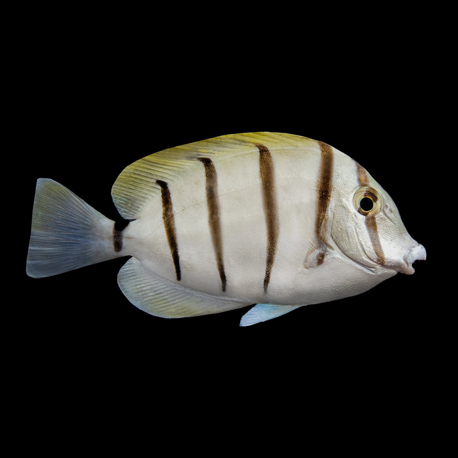 Convict Tang (Acanthurus Triostegus) saltwater aquarium fish