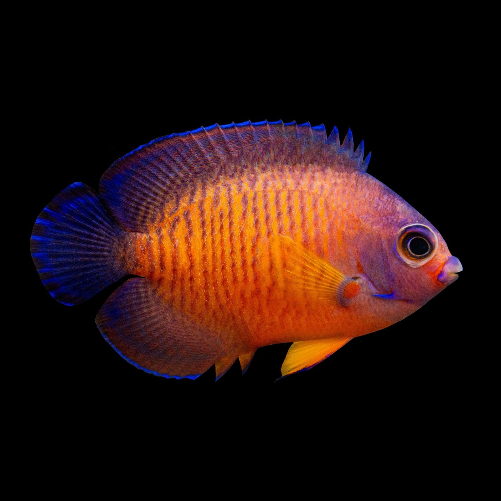 Coral Beauty Angel (Centropyge bispinosa) saltwater aquarium fish