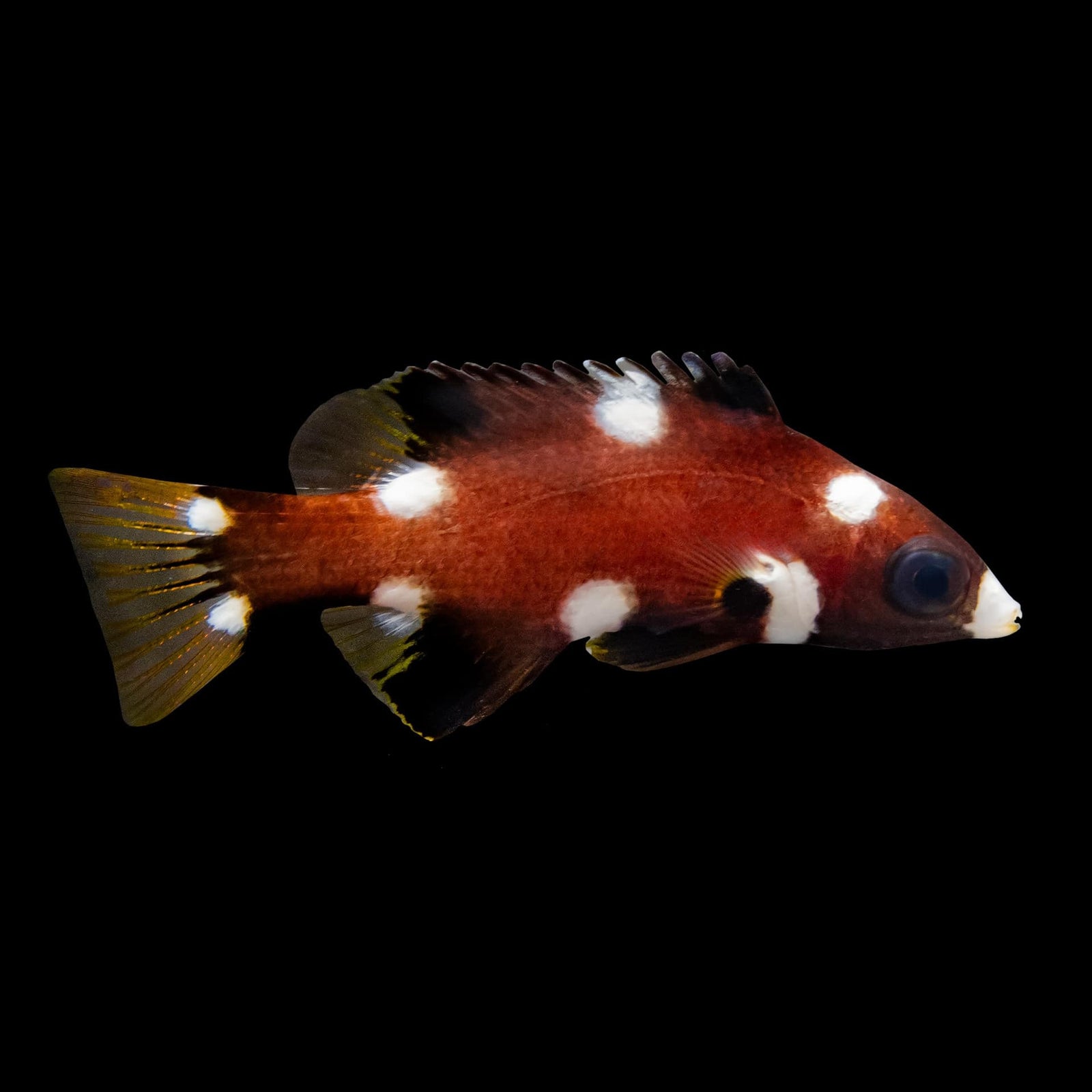 Coral Spotted Axillaris Hogfish (Bodianus Axillaris) saltwater aquarium fish