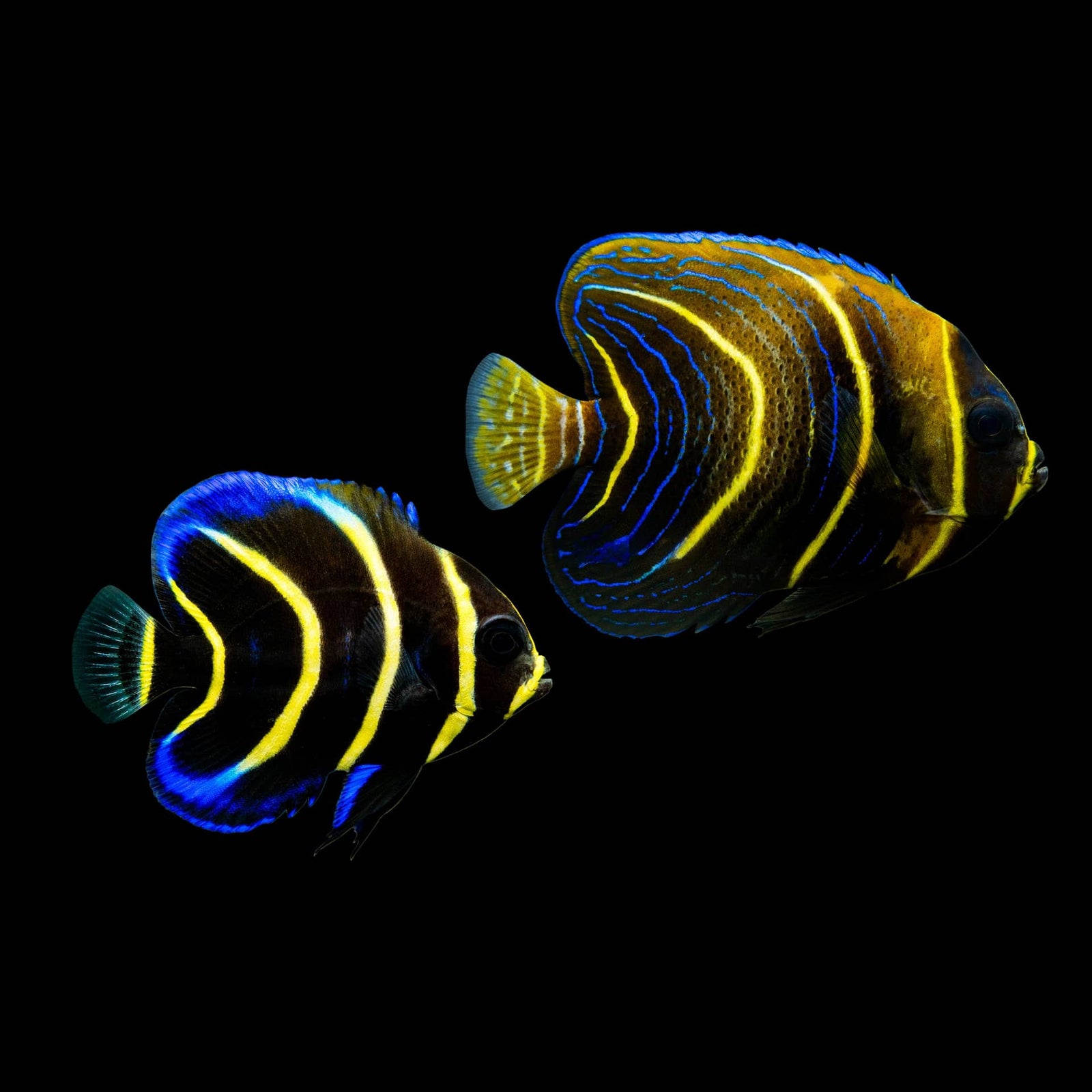 Cortez Angelfish (Pomacanthus Zonipectus) saltwater aquarium fish