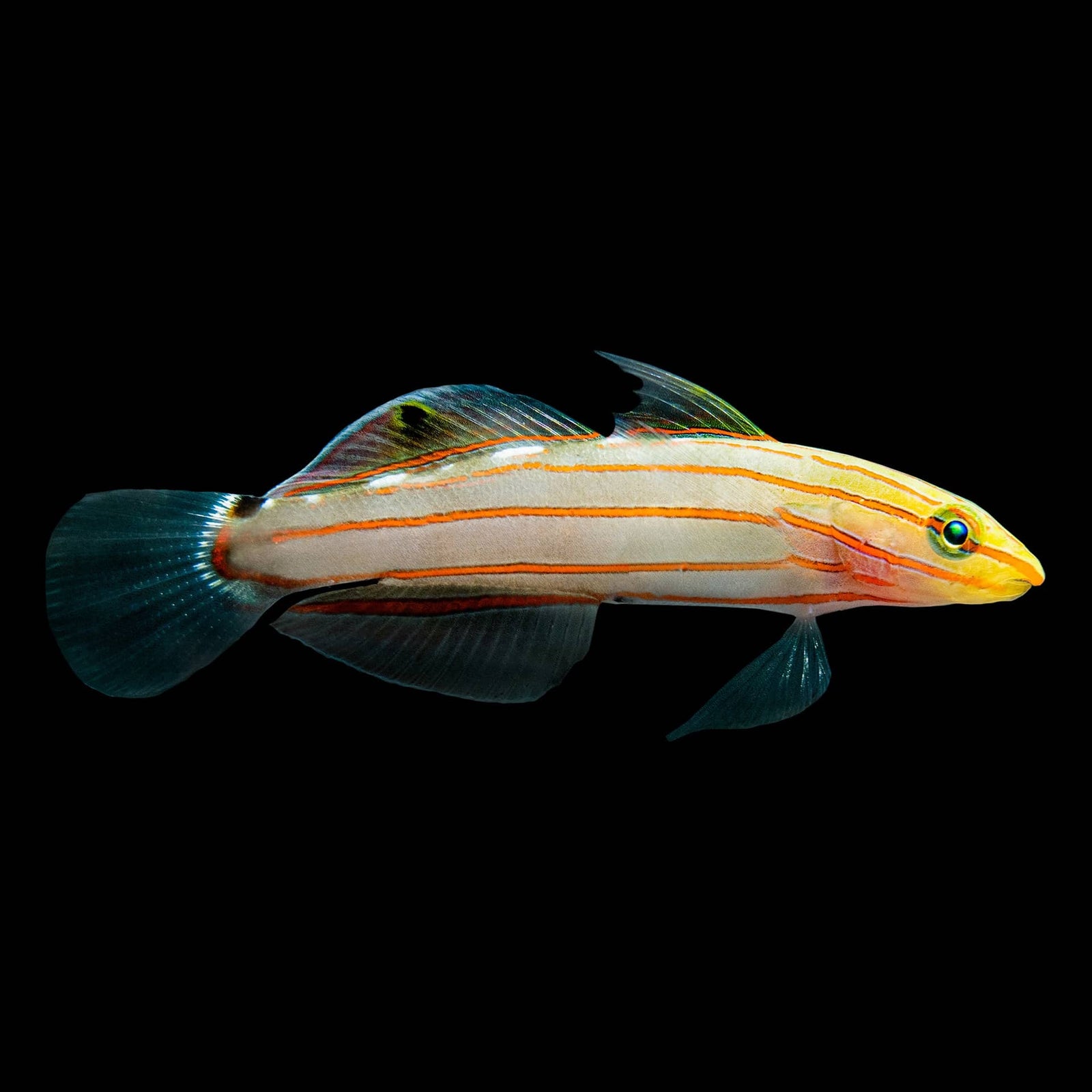 Court Jester Goby (Koumansetta Rainfordi) saltwater aquarium fish