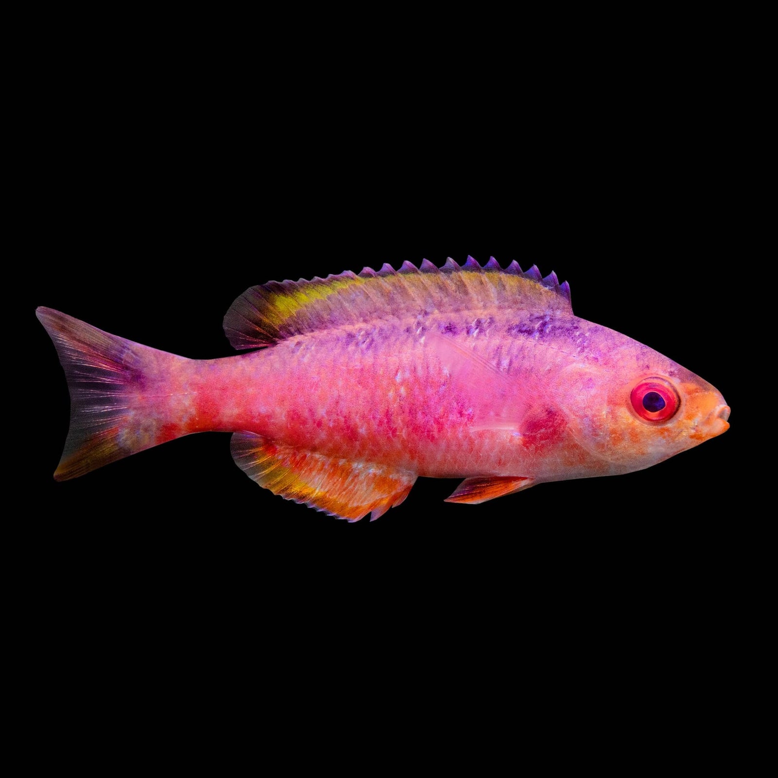 Creole Wrasse (Clepticus Parrae) saltwater aquarium fish