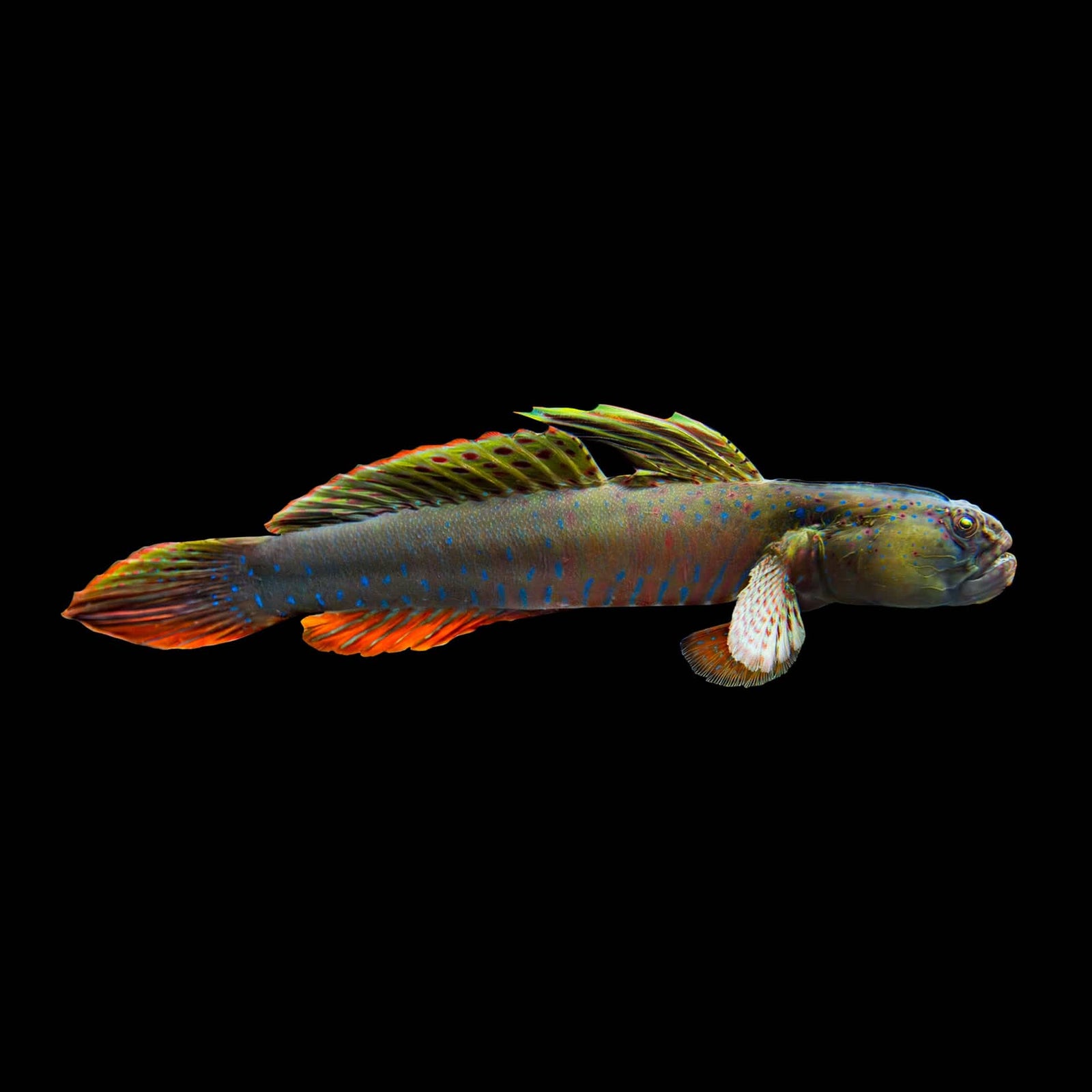 Crested Oyster Goby (Cryptocentroides Gobioides) saltwater aquarium fish