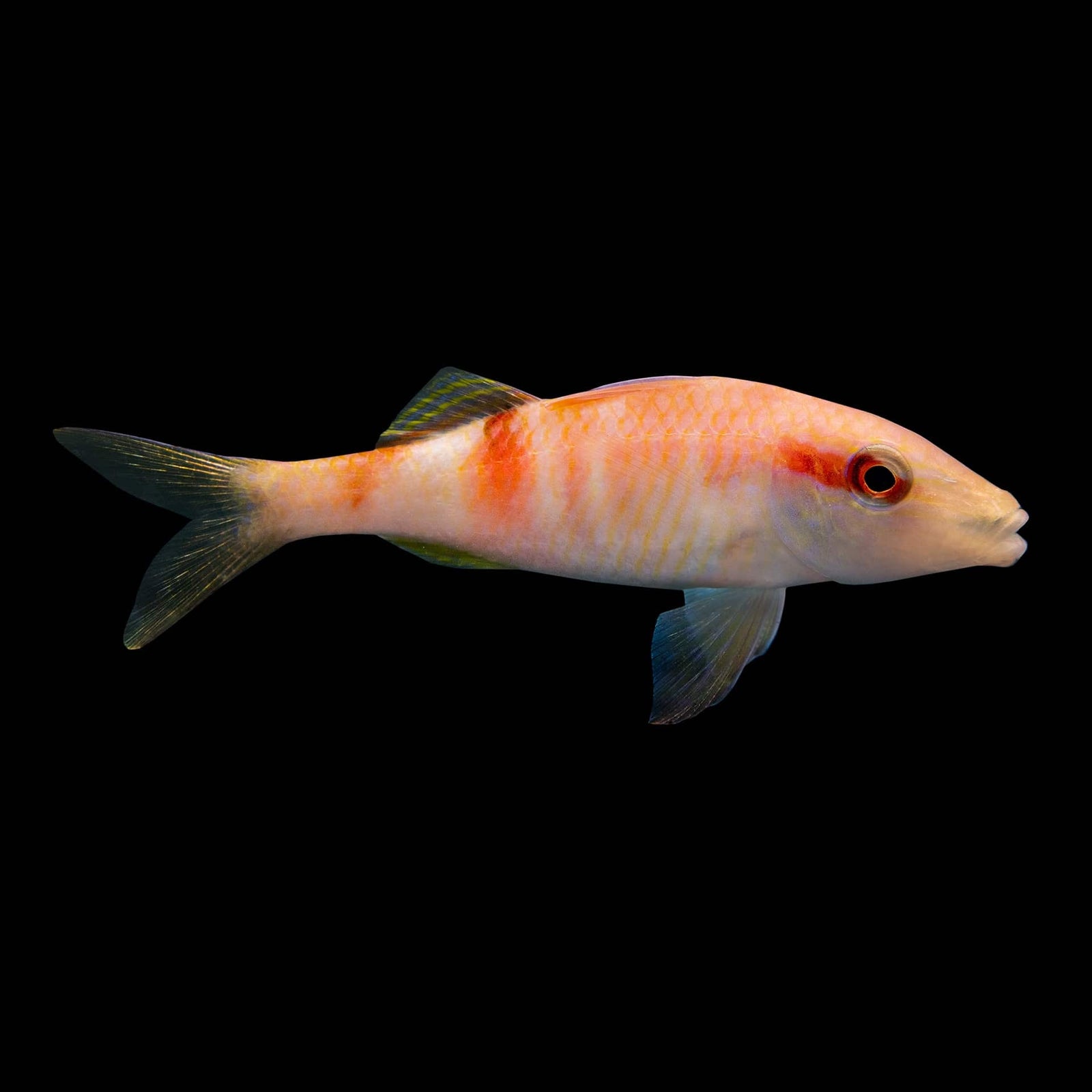Crimson Manybar Goatfish (Parupeneus Multifasciatus) saltwater aquarium fish