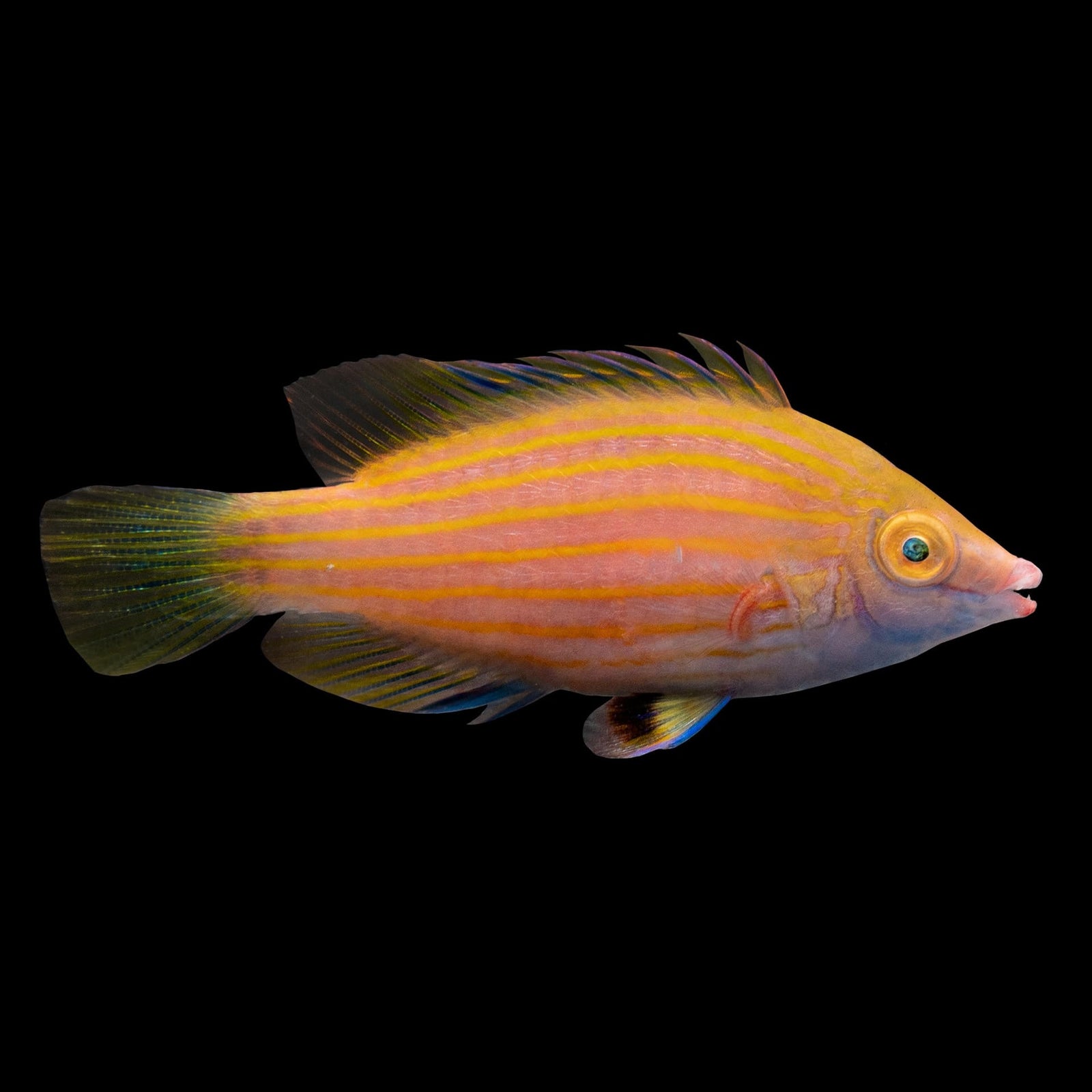 Cryptic Six Line Wrasse (Pseudocheilinops Ataenia) saltwater aquarium fish