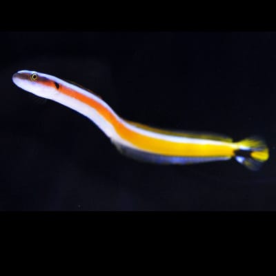 Curious Wormfish (Gunnelichthys Curiosus) saltwater aquarium fish