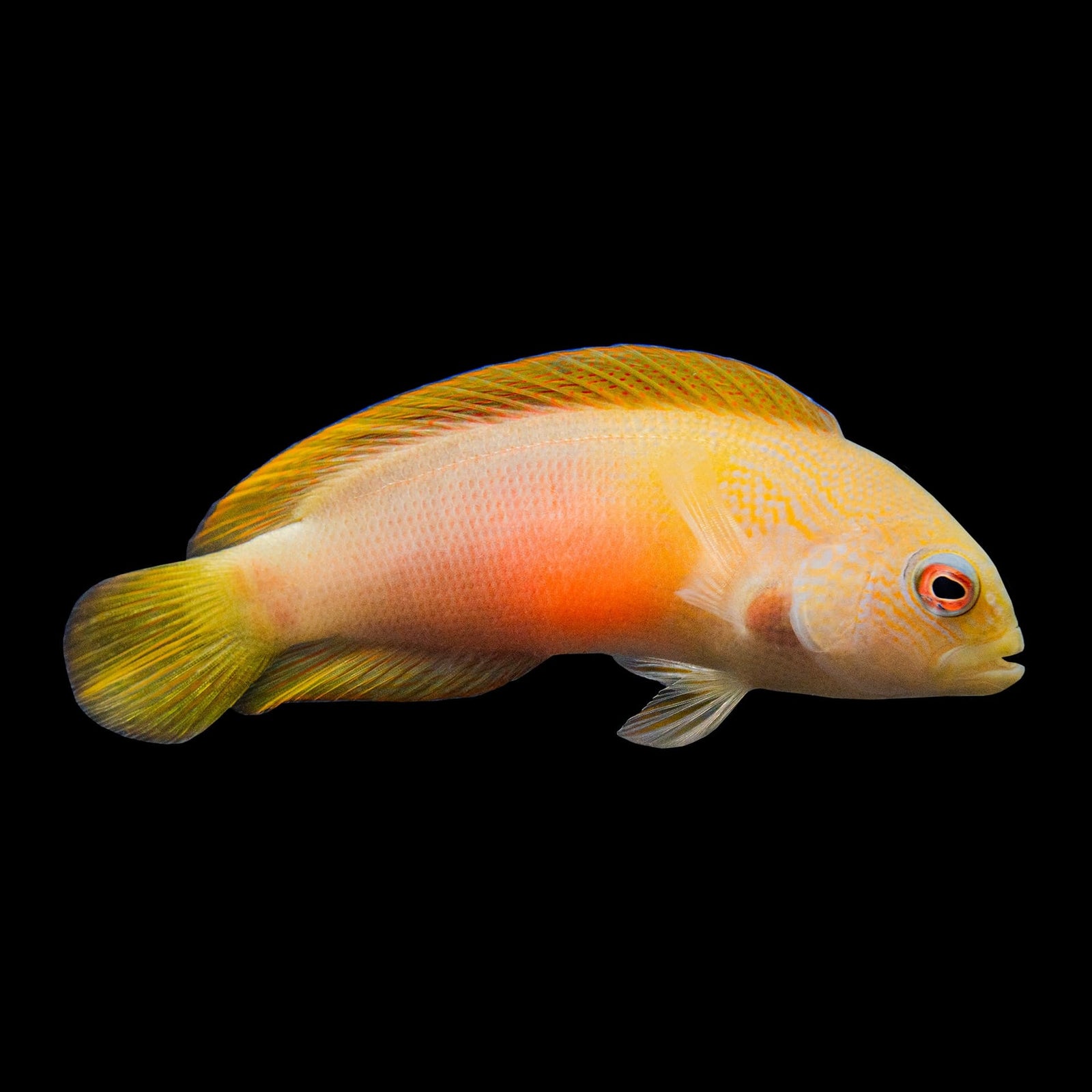 Damperia Dottyback (Labracinus Cyclophthalmus) saltwater aquarium fish