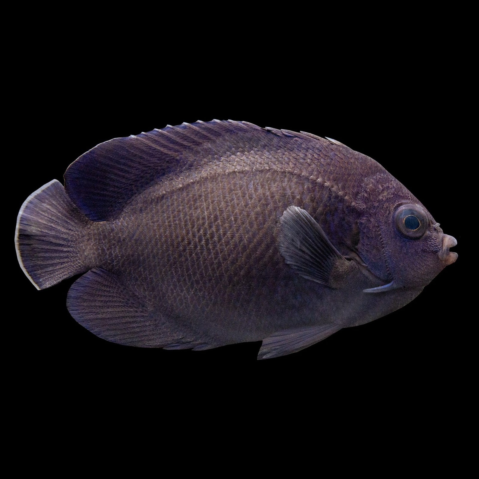 Deb's Blue Velvet Angelfish (Centropyge Deborae) saltwater aquarium fish