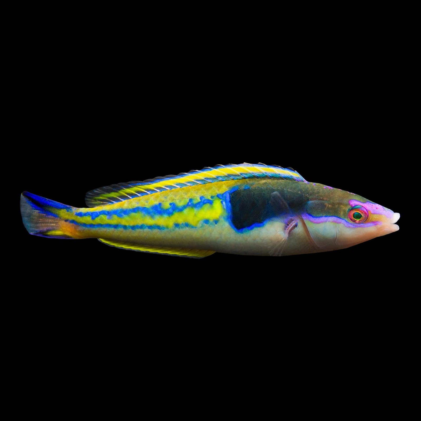 Decolores Wrasse (Pseudojuloides Severnsi) saltwater aquarium fish
