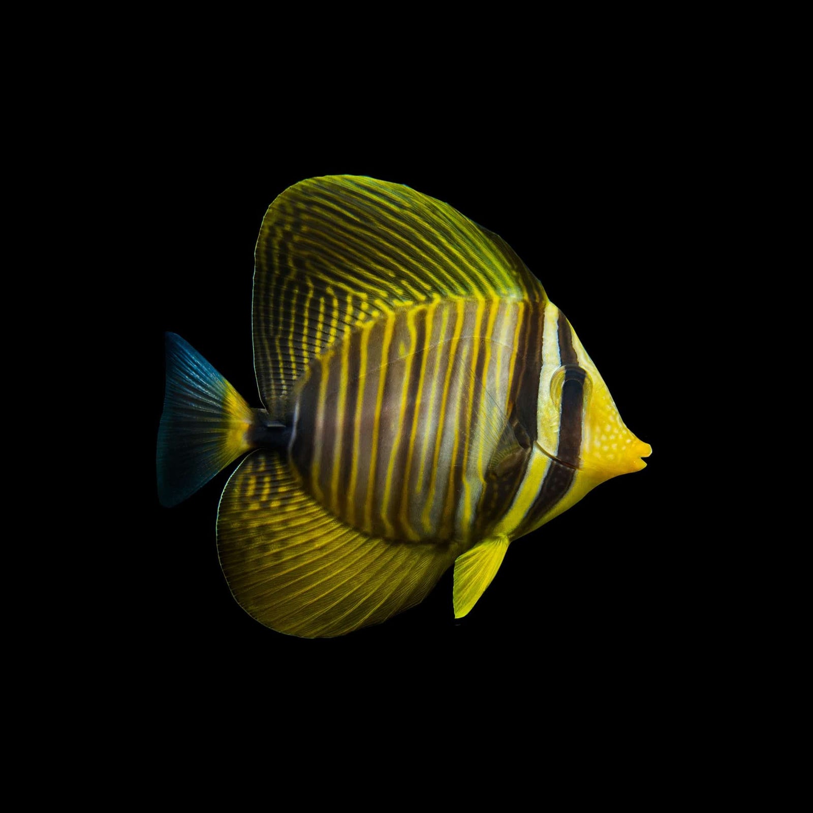 Desjardini Sailfin Tang (Zebrasoma desjardini) saltwater aquarium fish