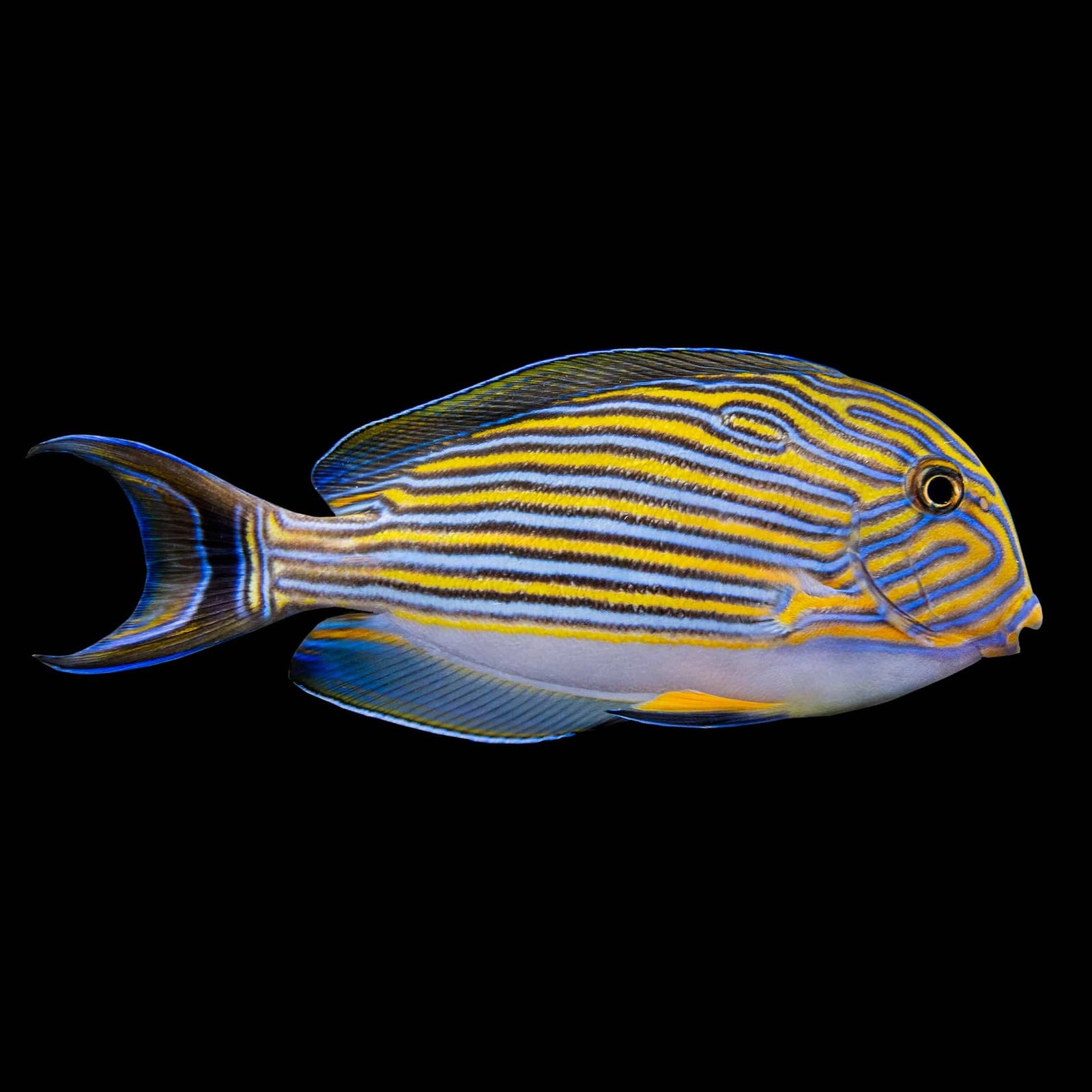 Doctorfish Tang (Acanthurus Chirurgus) saltwater aquarium fish