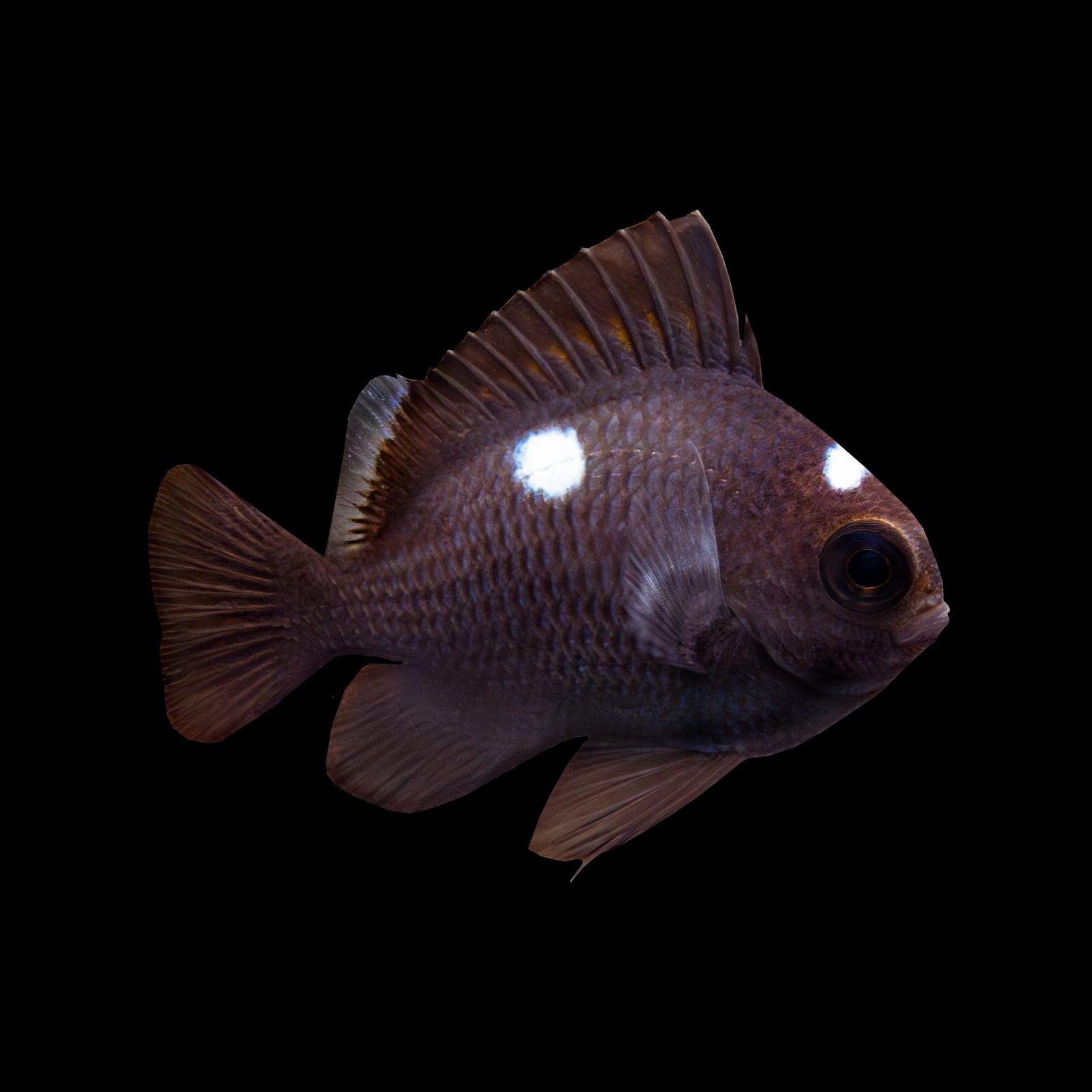 Domino Damsel (Dascyllus Trimaculatus) saltwater aquarium fish