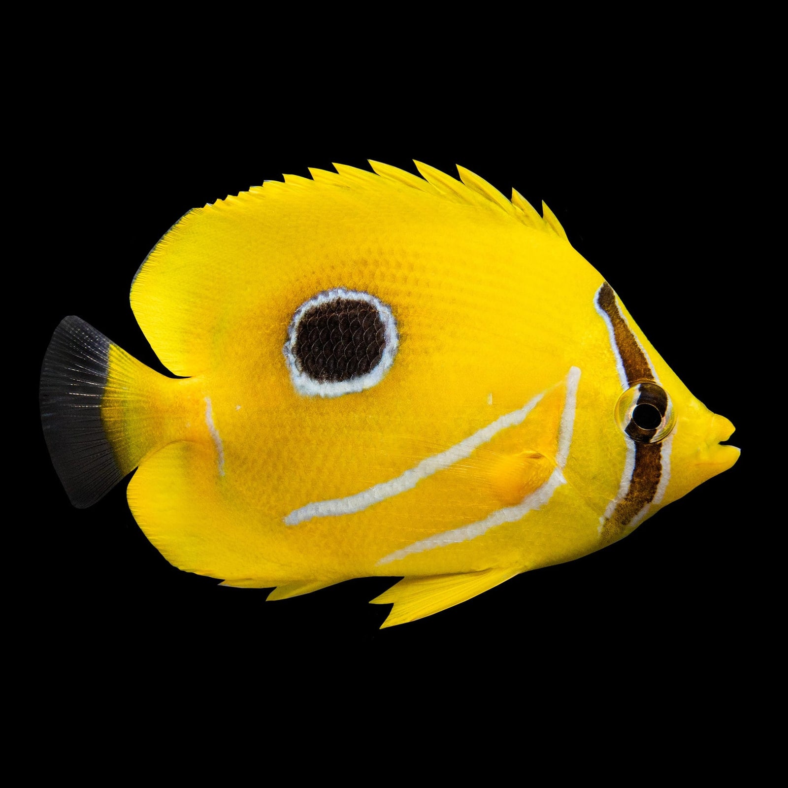 Double Saddle Butterflyfish (Chaetodon Ulietensis) saltwater aquarium fish